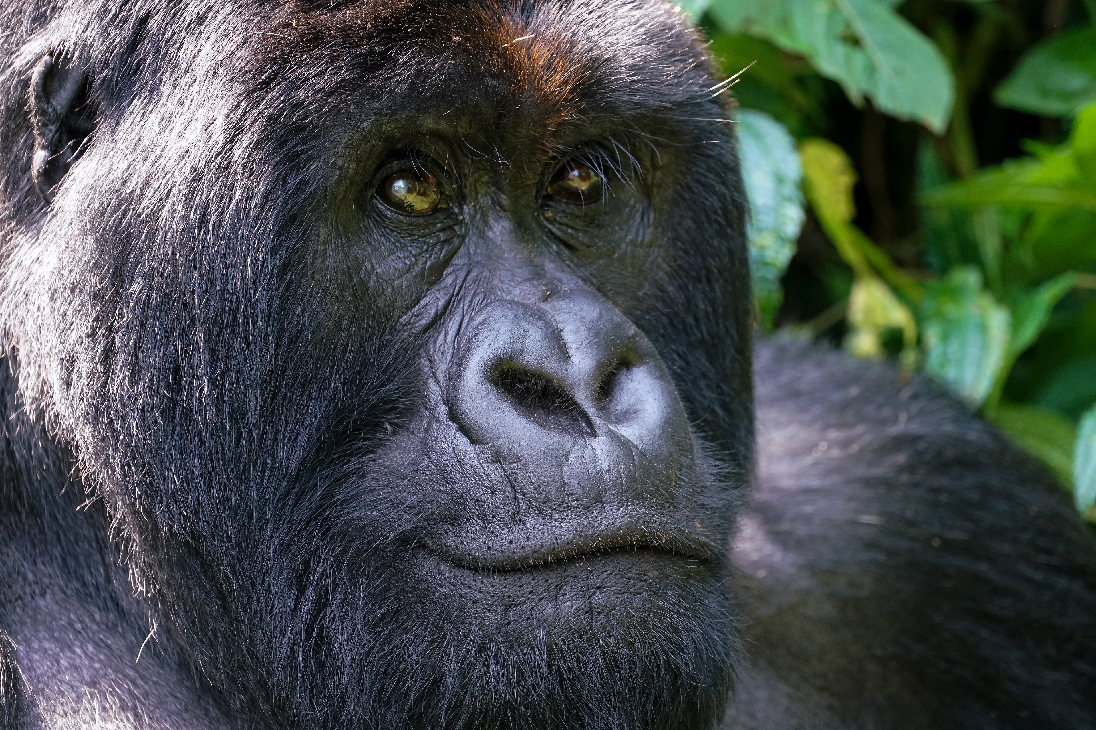 mountain gorilla, Gorilla beringei beringei, Virunga National Park, Congo Democratic Republic