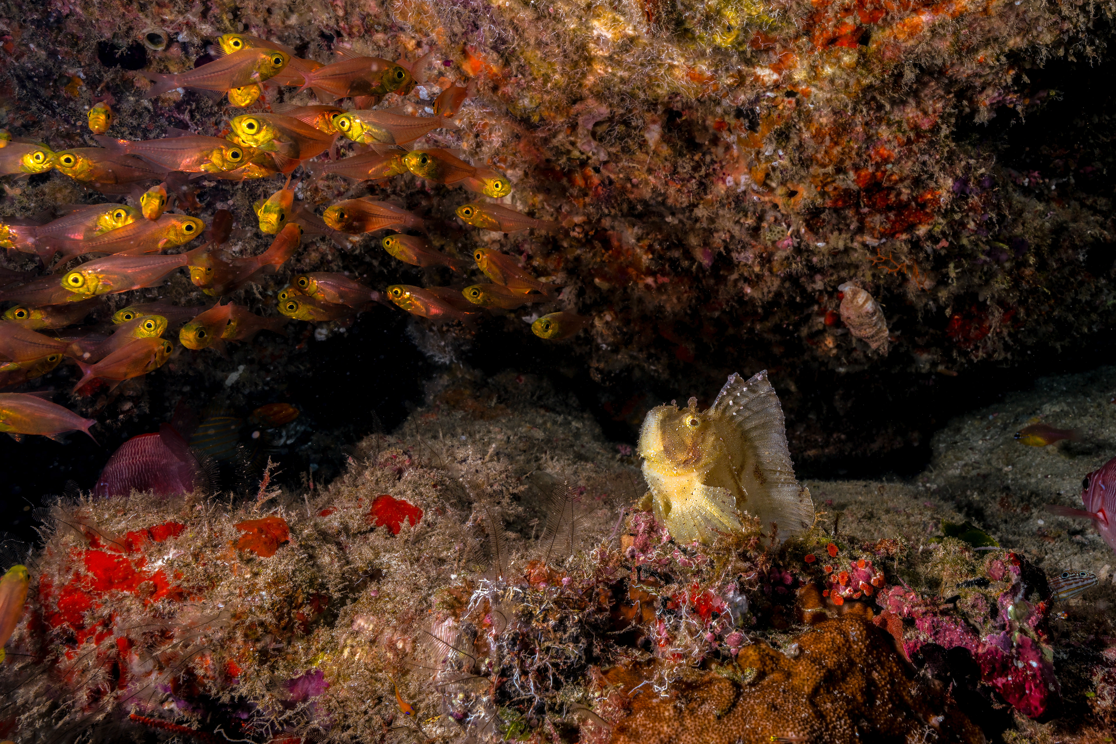 Leaf Scorpionfish Taenianotus triacanthus