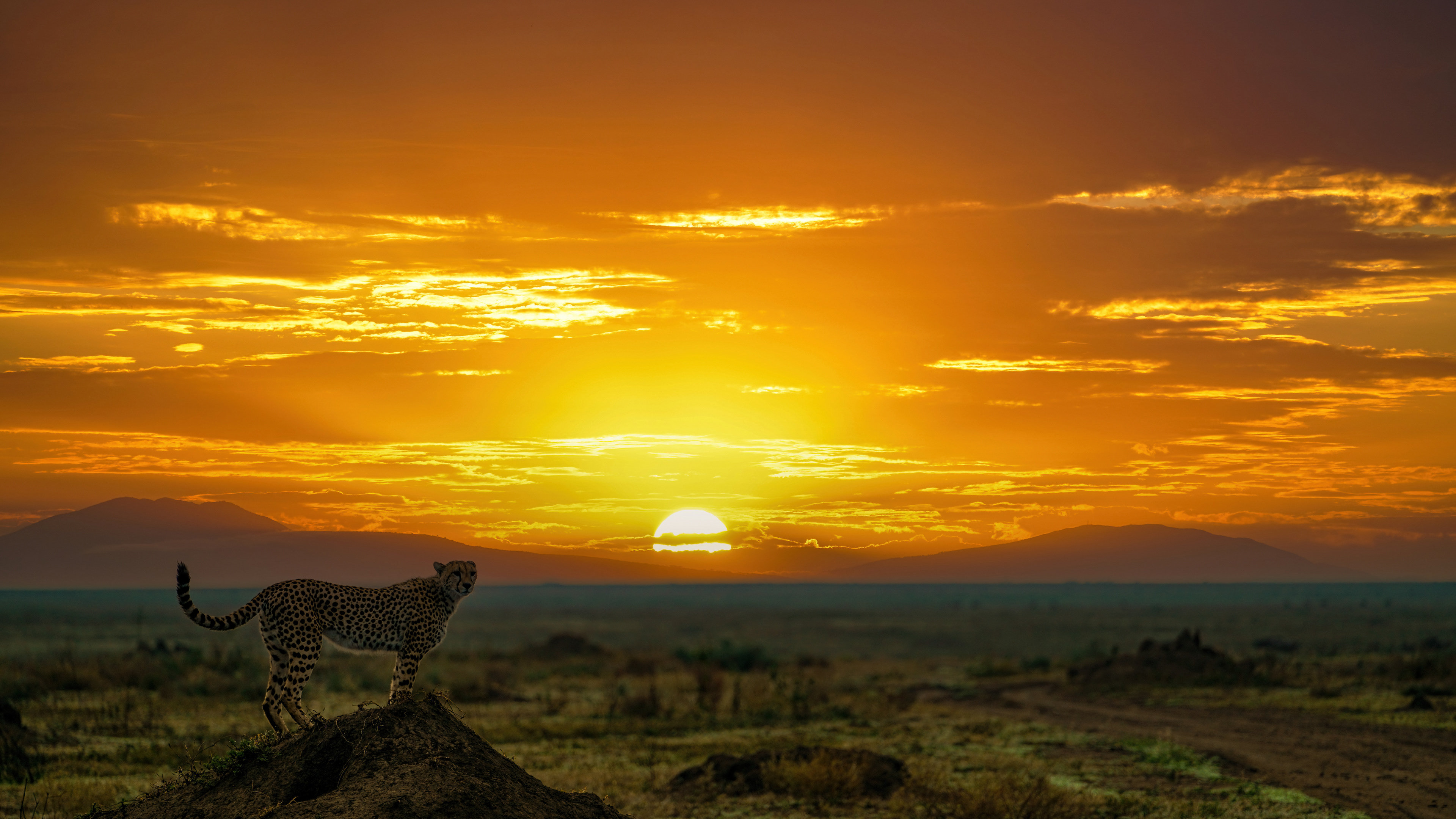 Cheetah, Acinonyx jubatus, Southern Serengeti, Tanzania
