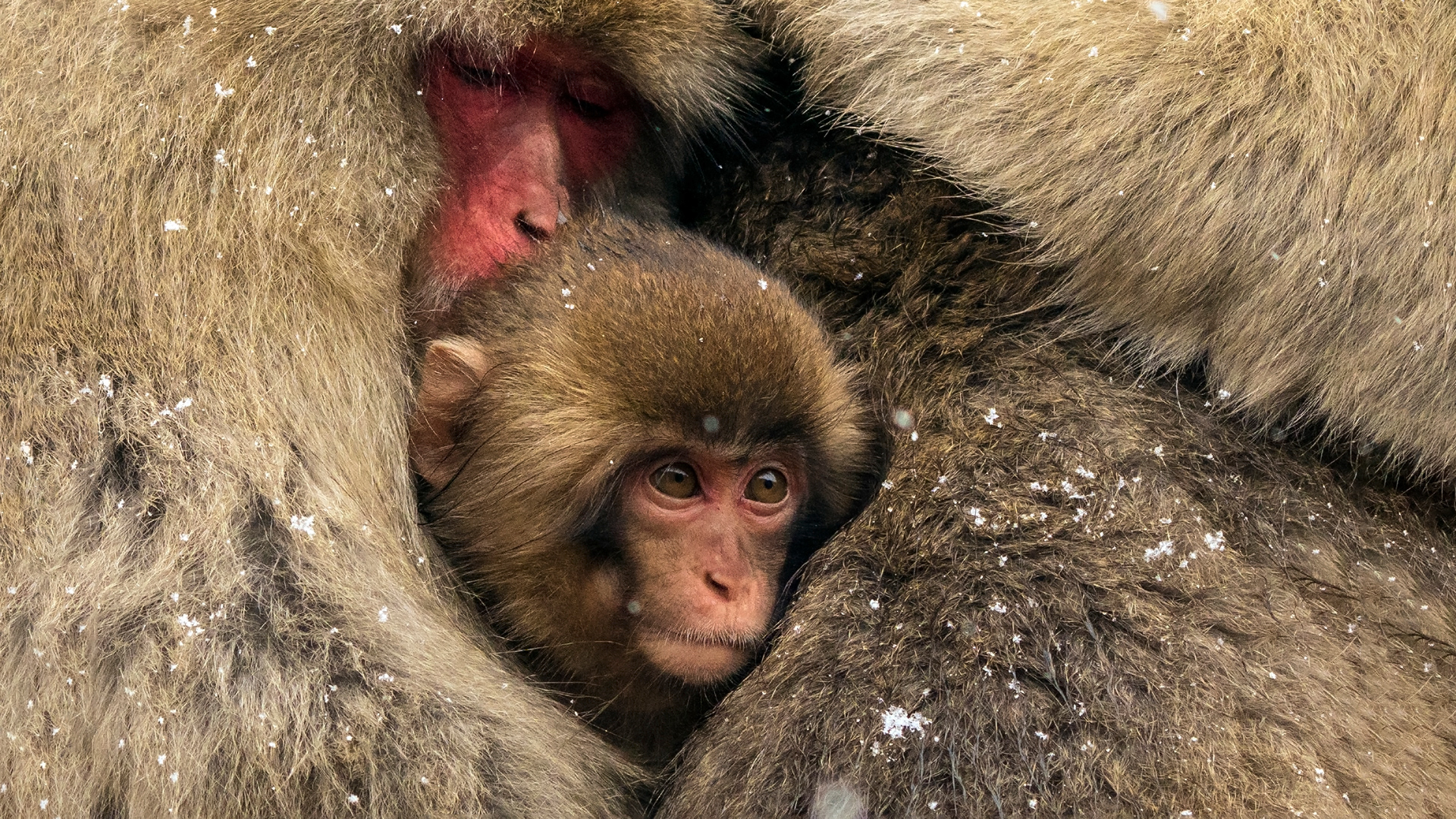 Japanese macaque (Macaca fuscata)