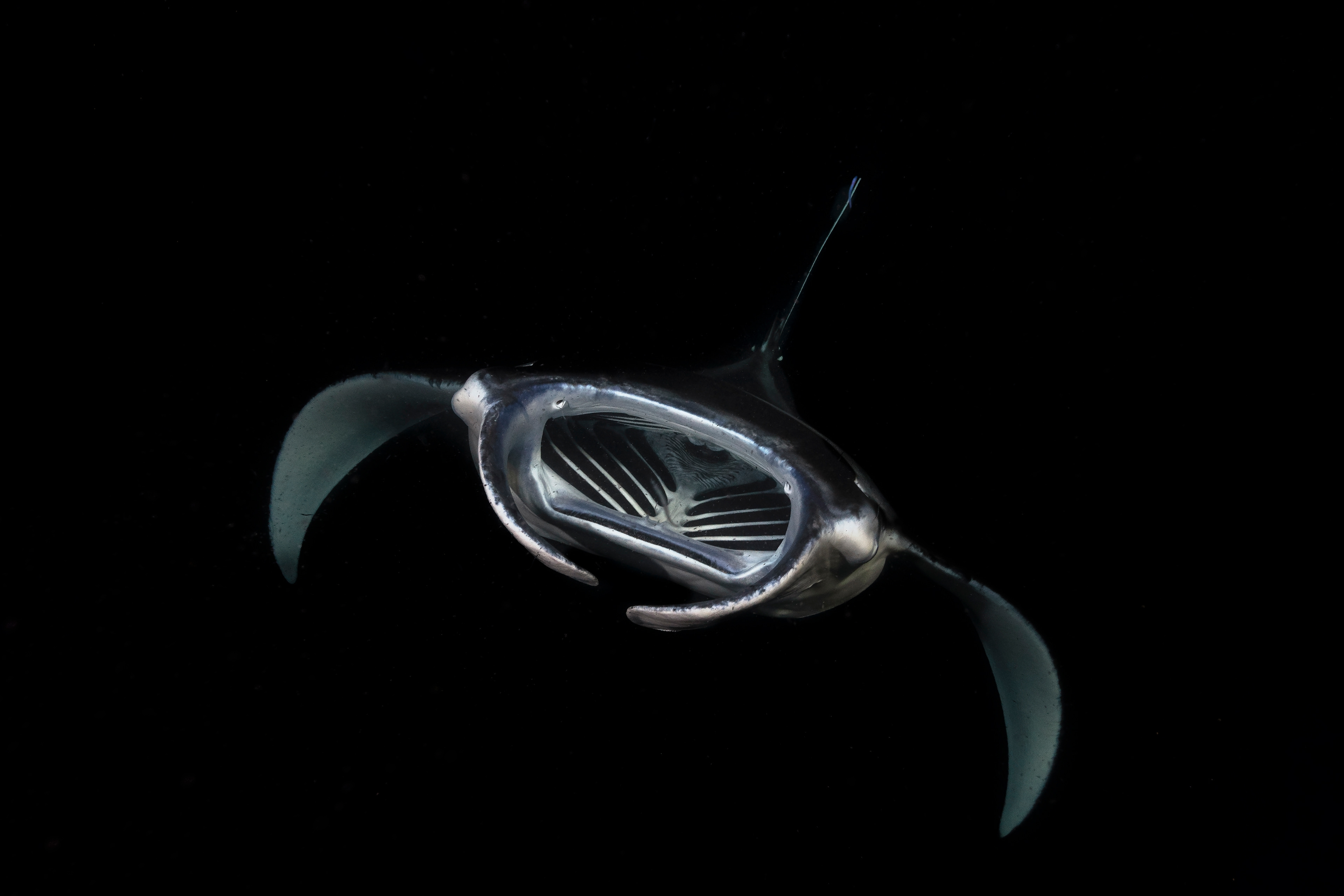 Reef Manta Mobula alfredi