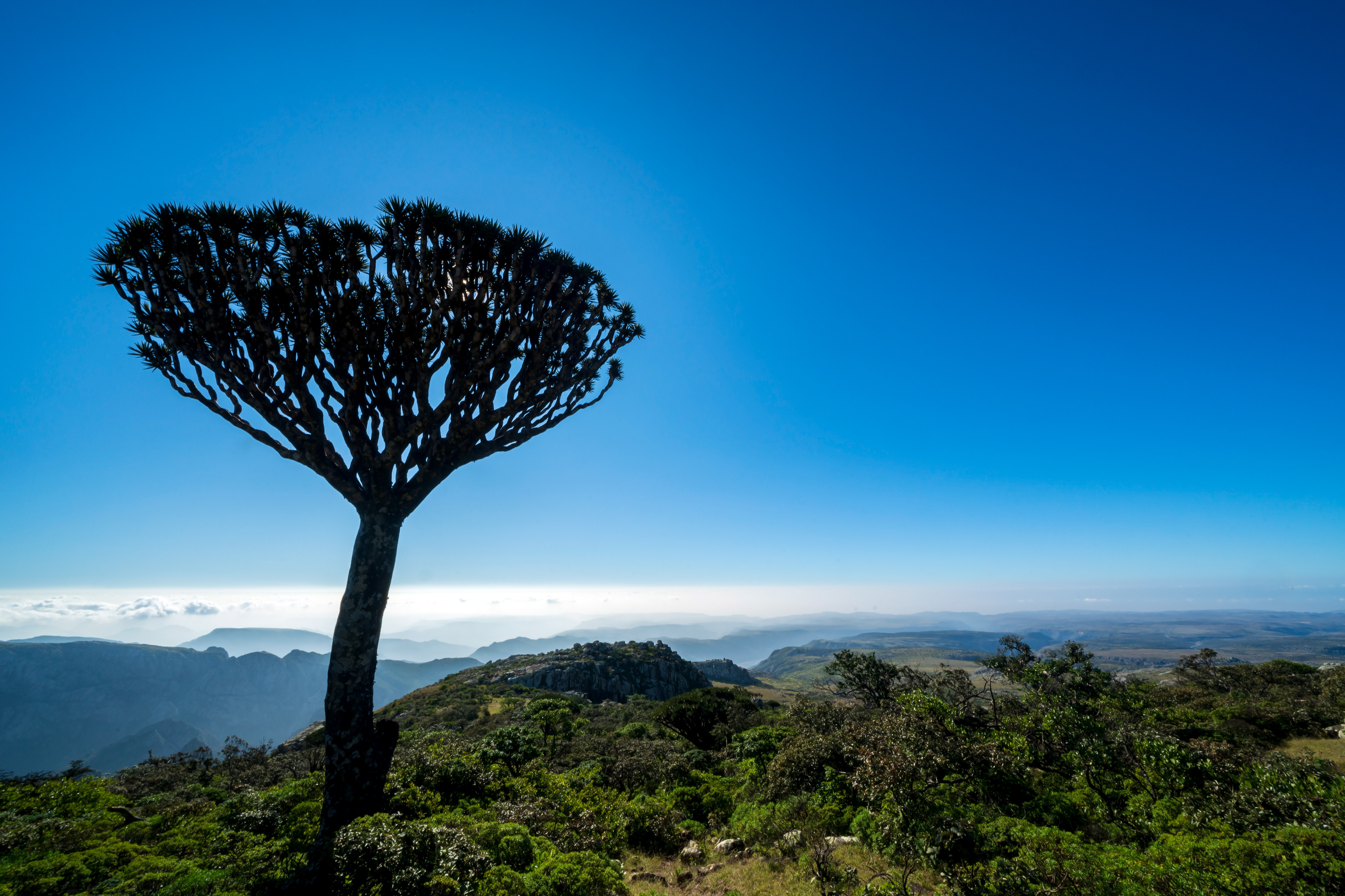 Socotran Dragon's Blood Tree in Haggier Mountains