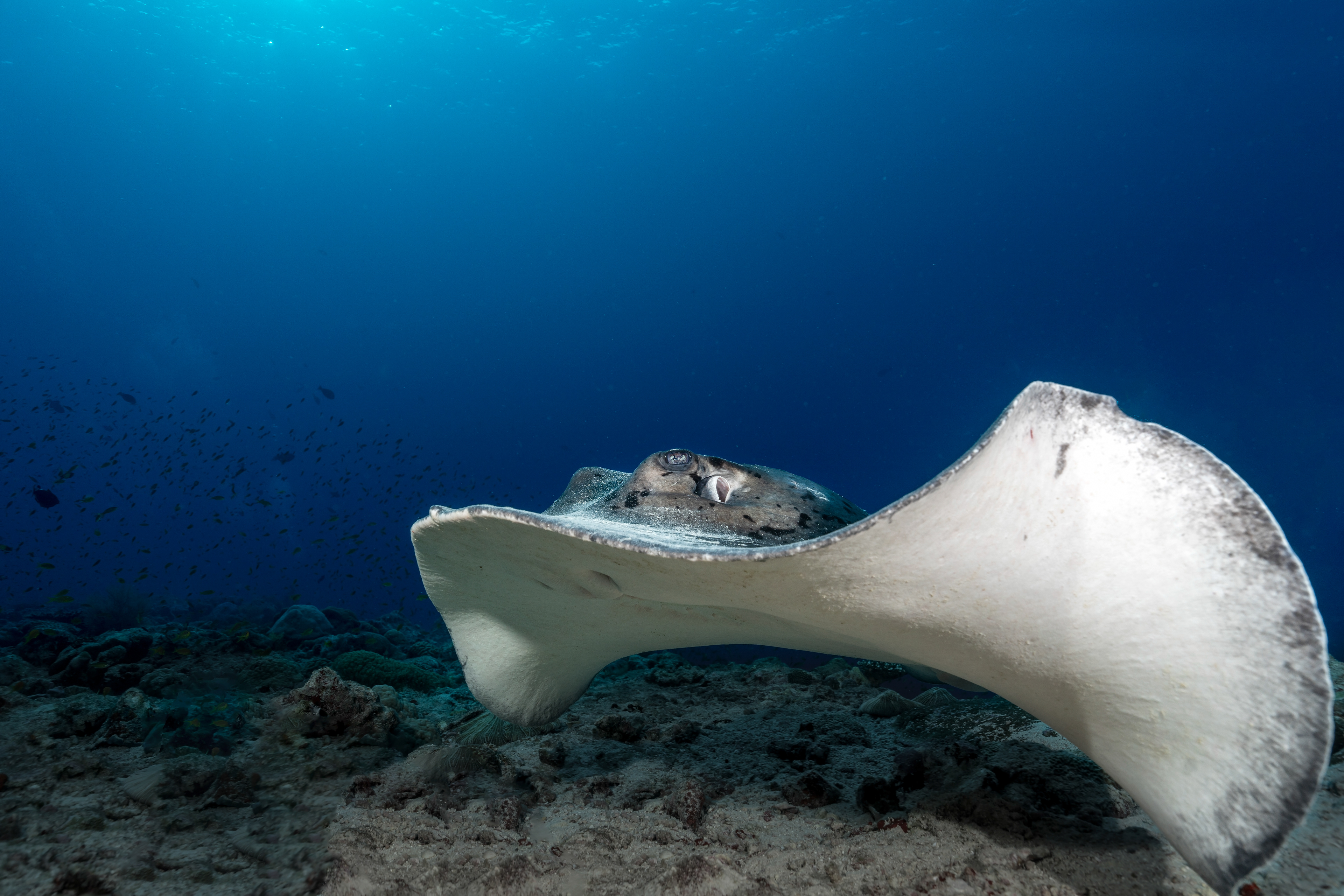 Round ribbontail ray Taeniura meyeni
