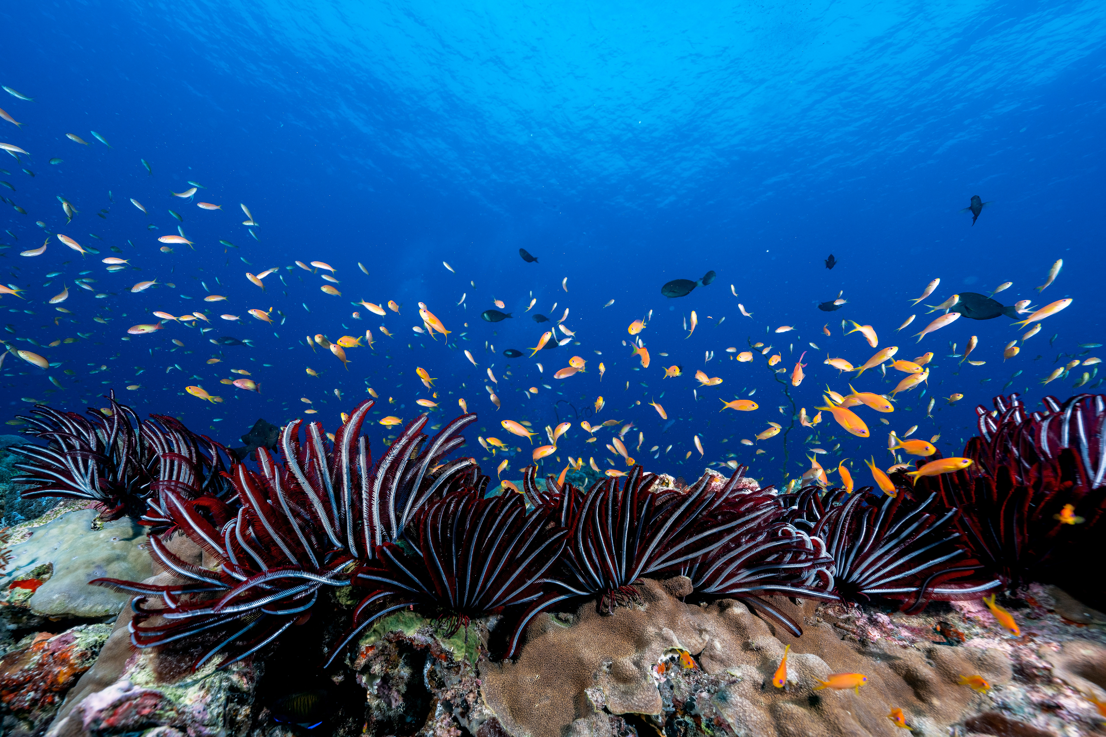 Robust feather star Himerometra robustipinna