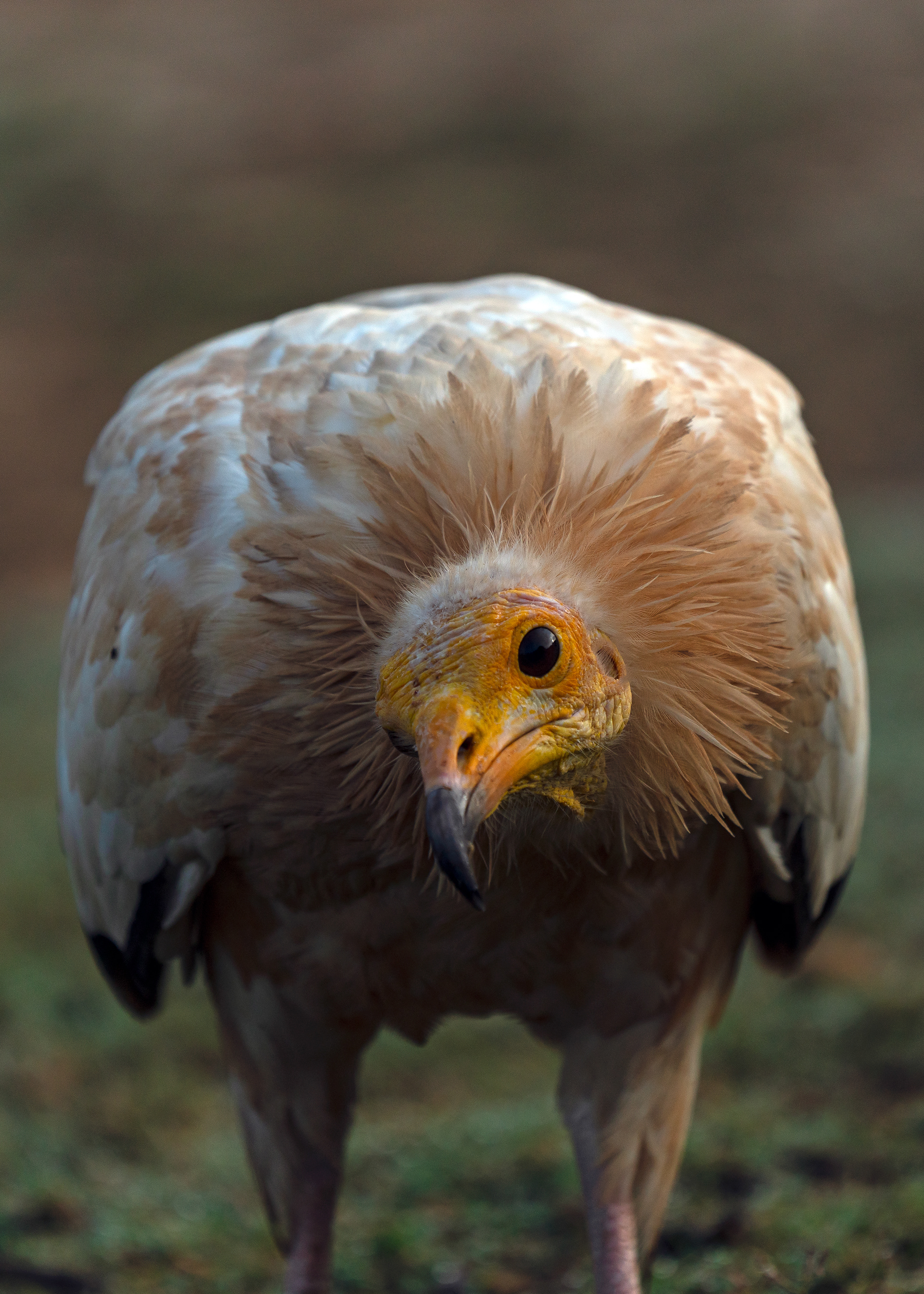 Egyptain Vultures are abundant in Socotra, lovingly called garbage bird by locals. There is a connection.