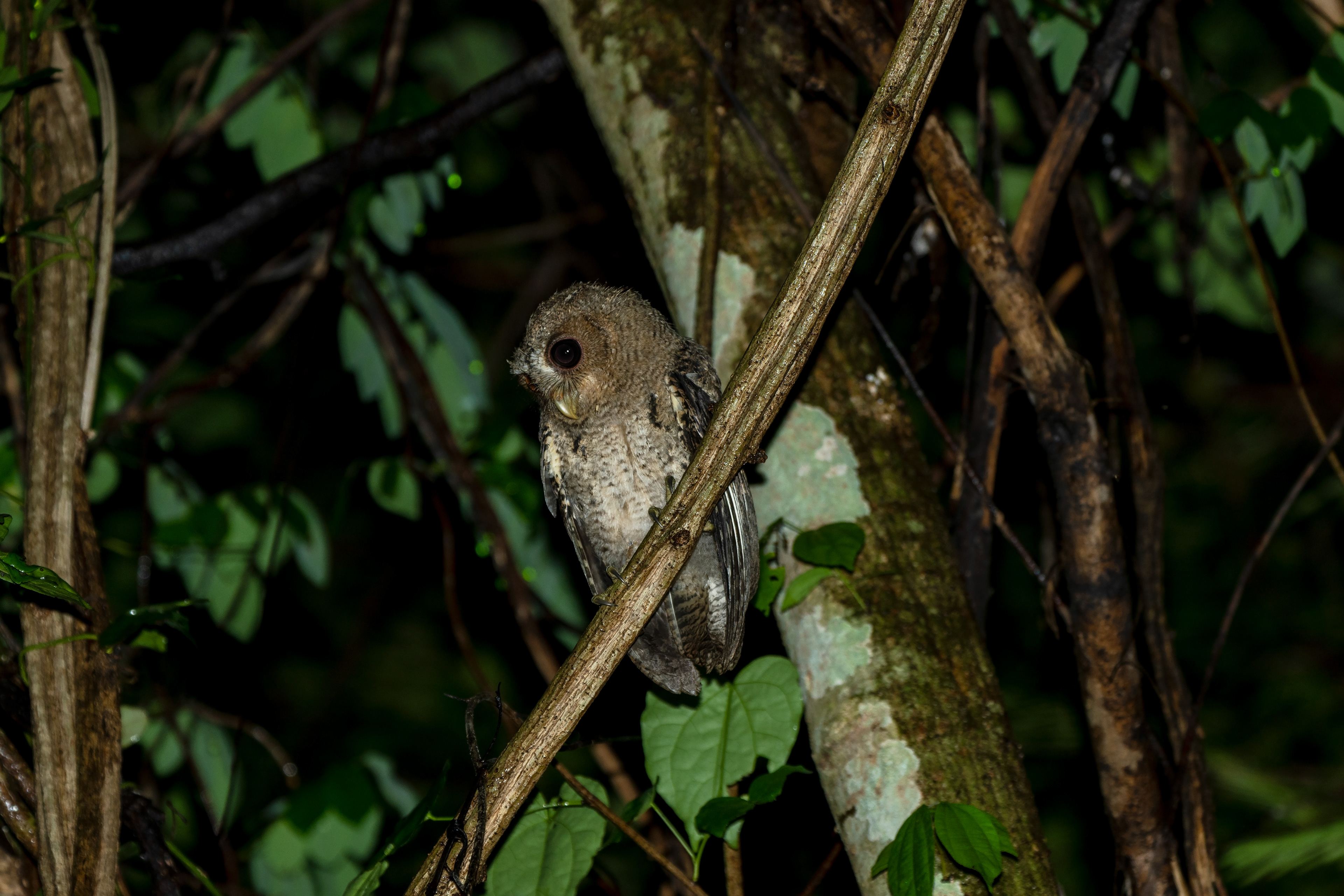Otus lettia, Collared scops owl