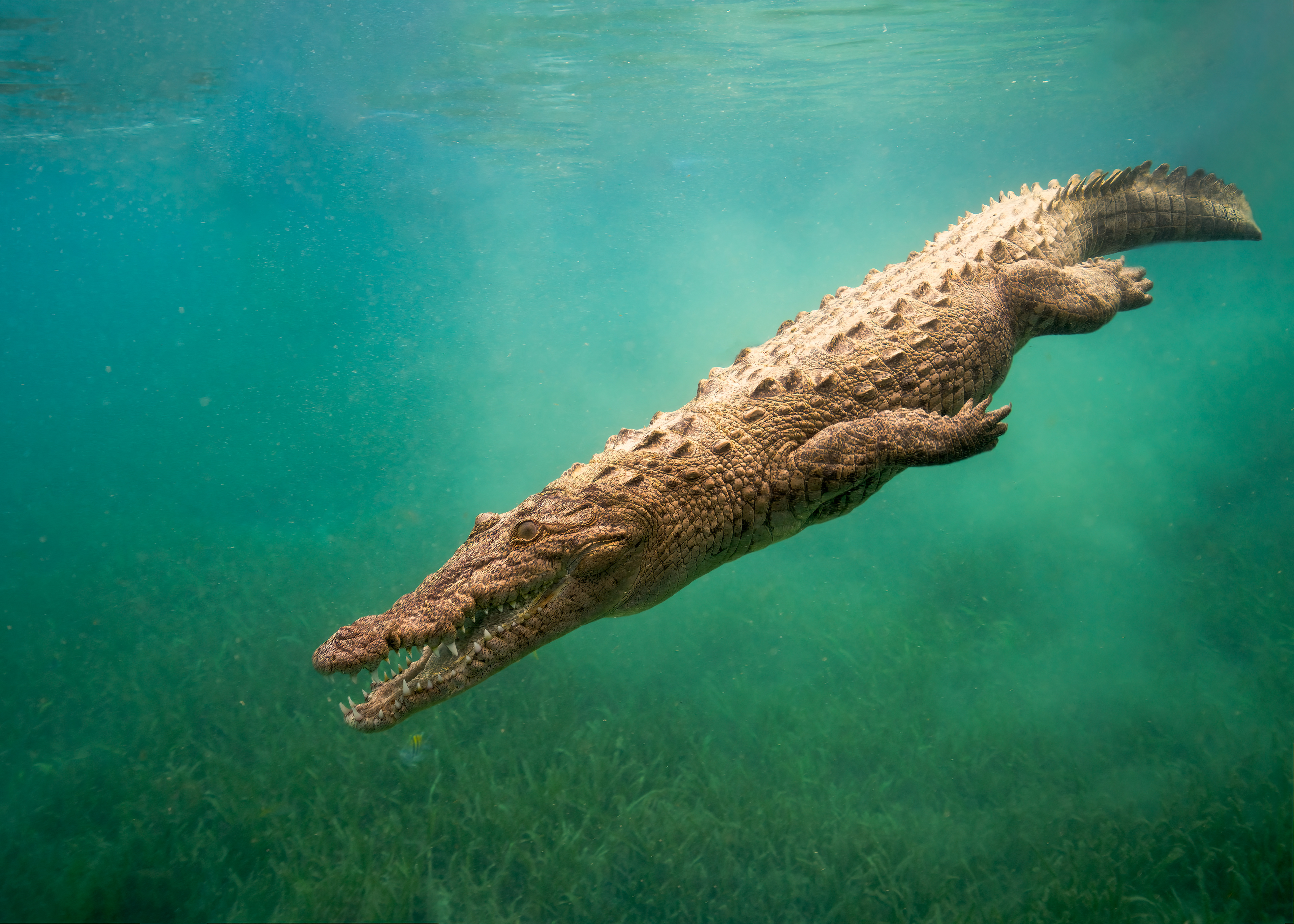 Crocodylus acutus, The American crocodile at Jardines de la Reyna, Cuba