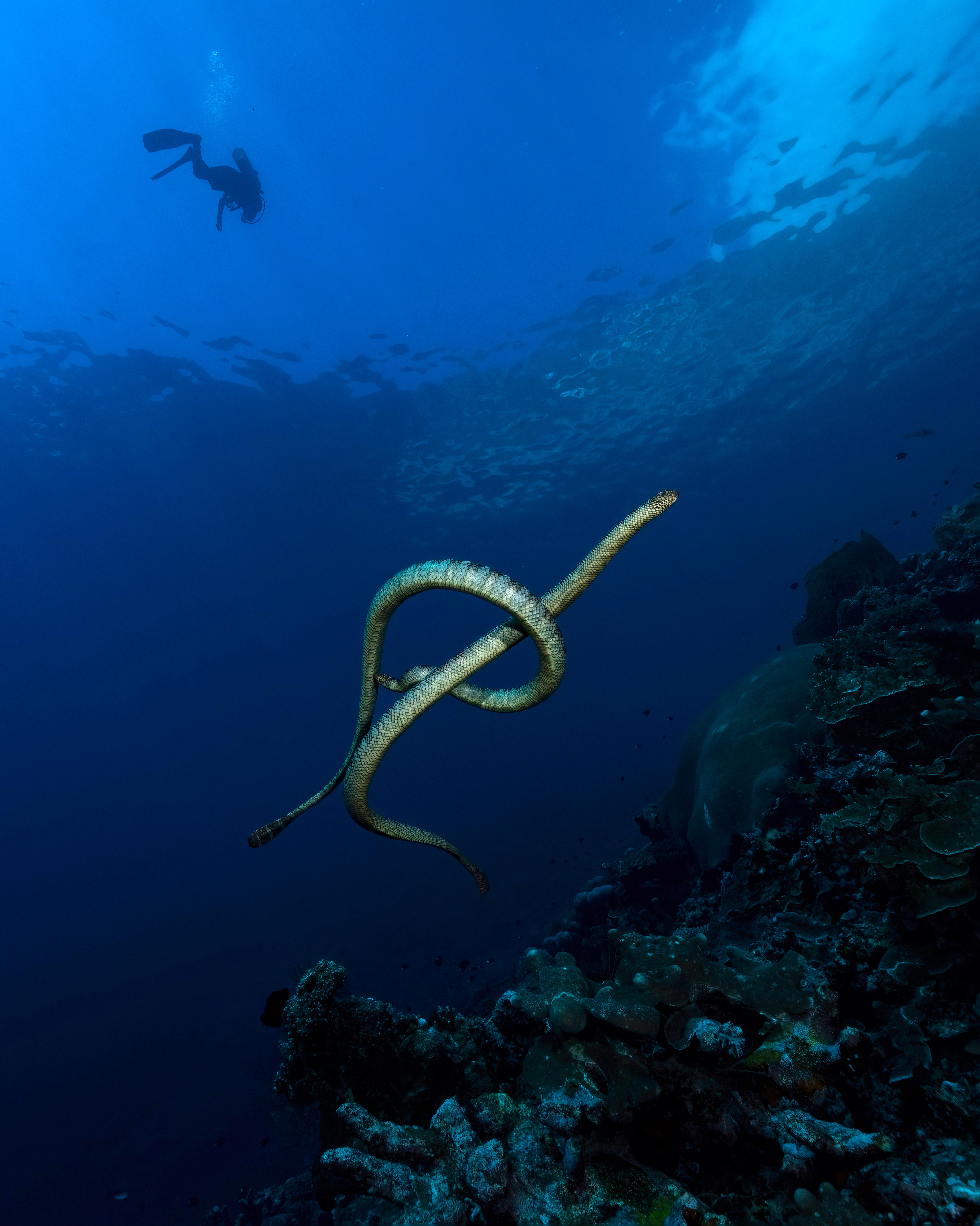 Aipysurus laevis, golden sea snake, Banda Sea