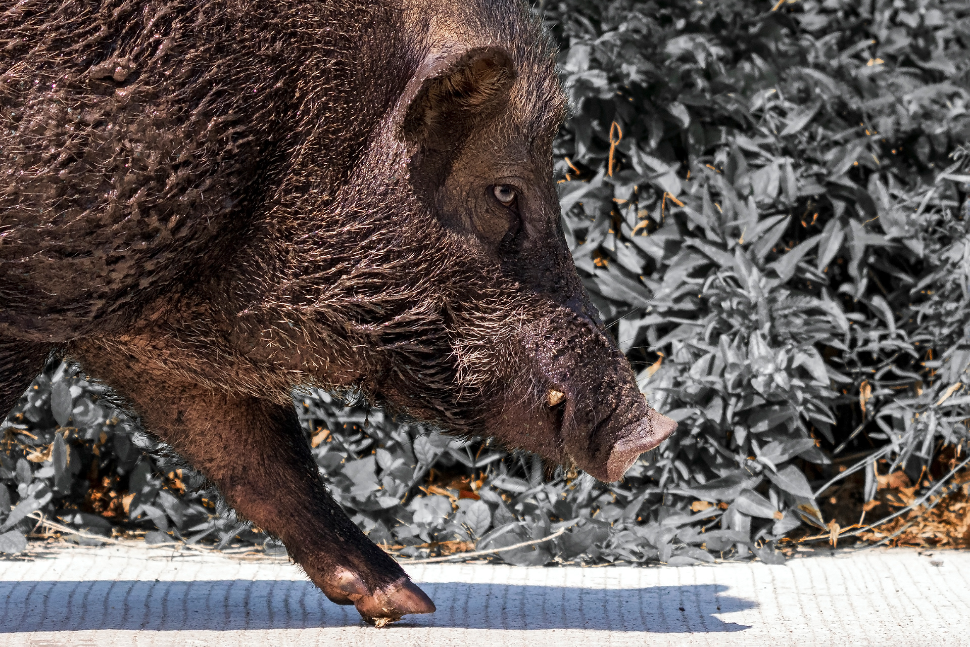 Hong Kong whipping frog, Polypedates megacephalus