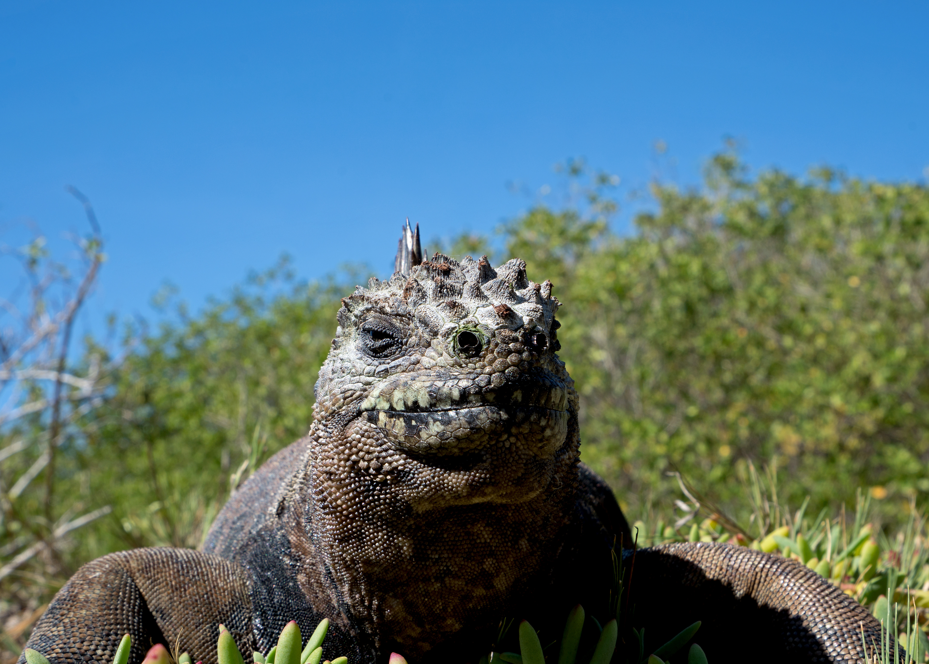 Marine Iguana (Amblyrhynchus cristatus)