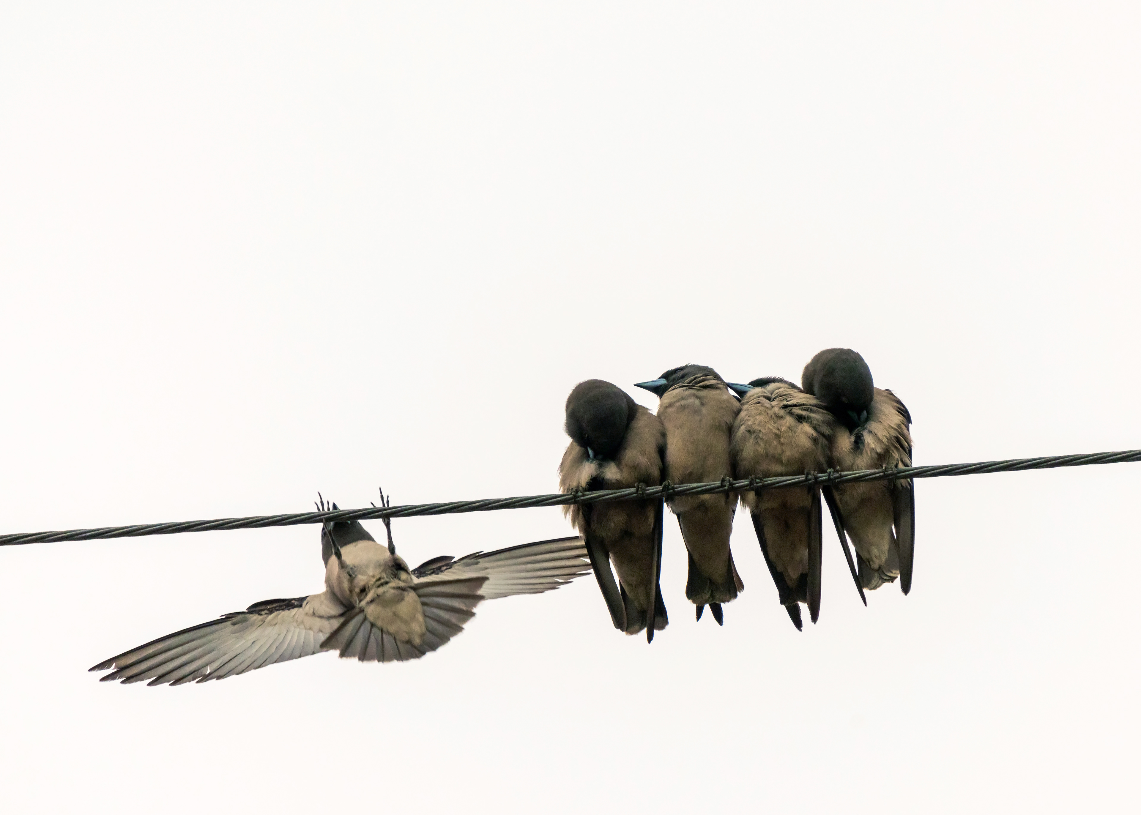 Artamus fuscus, Ashy woodswallow huddling