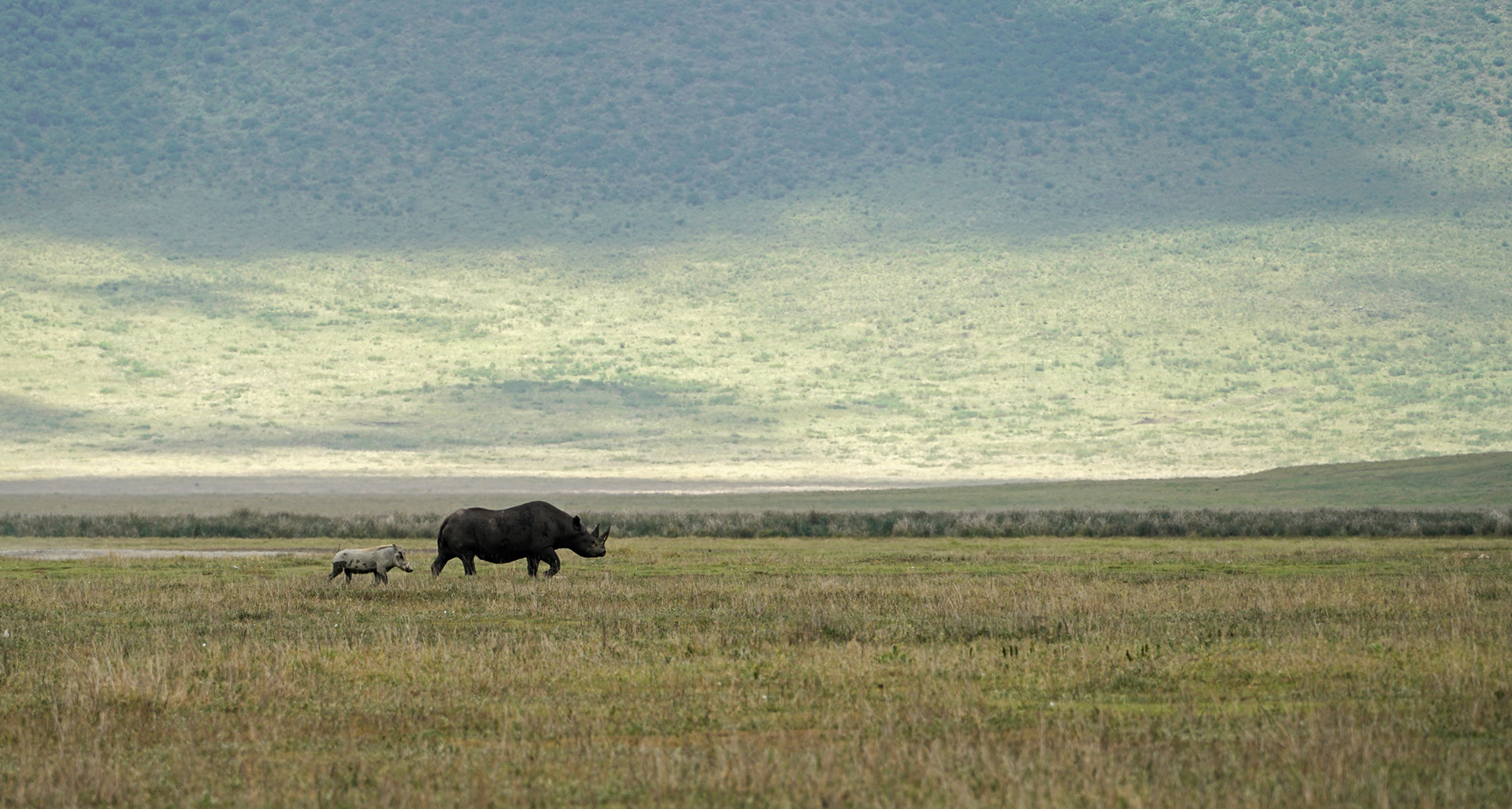 Black rhinoceros (Diceros bicornis) and Warthog (Phacochoerus africanus)