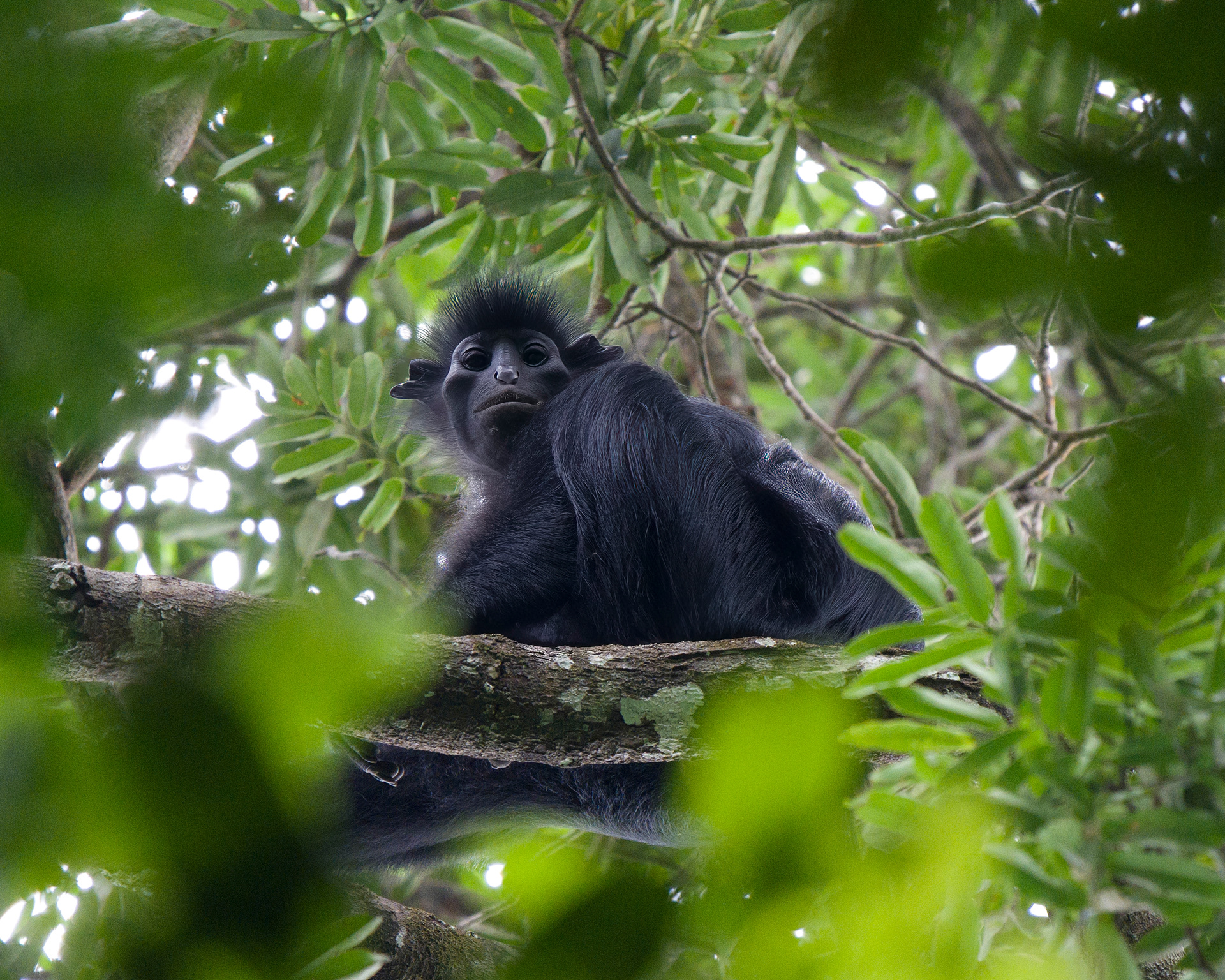Black colobus, Colobus satanas, Satanic black colobus, Gabon, Lope National Park