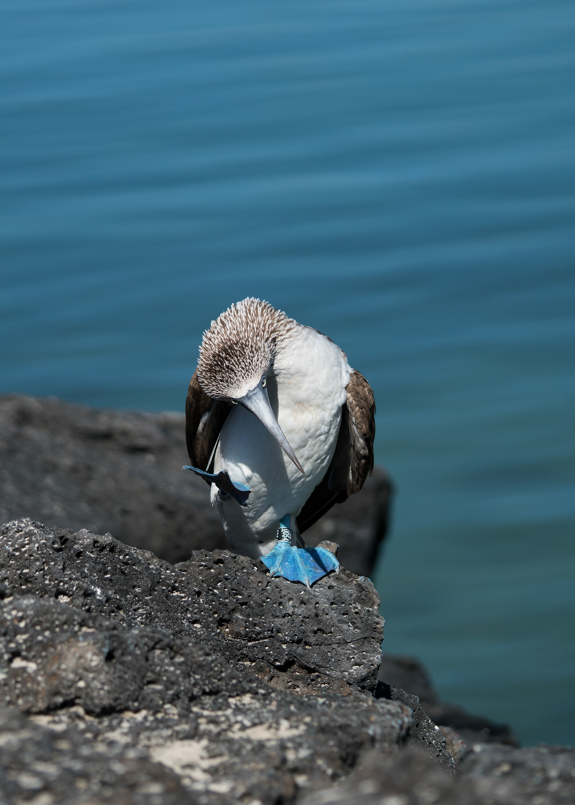 Blue-footed booby (Sula nebouxii)