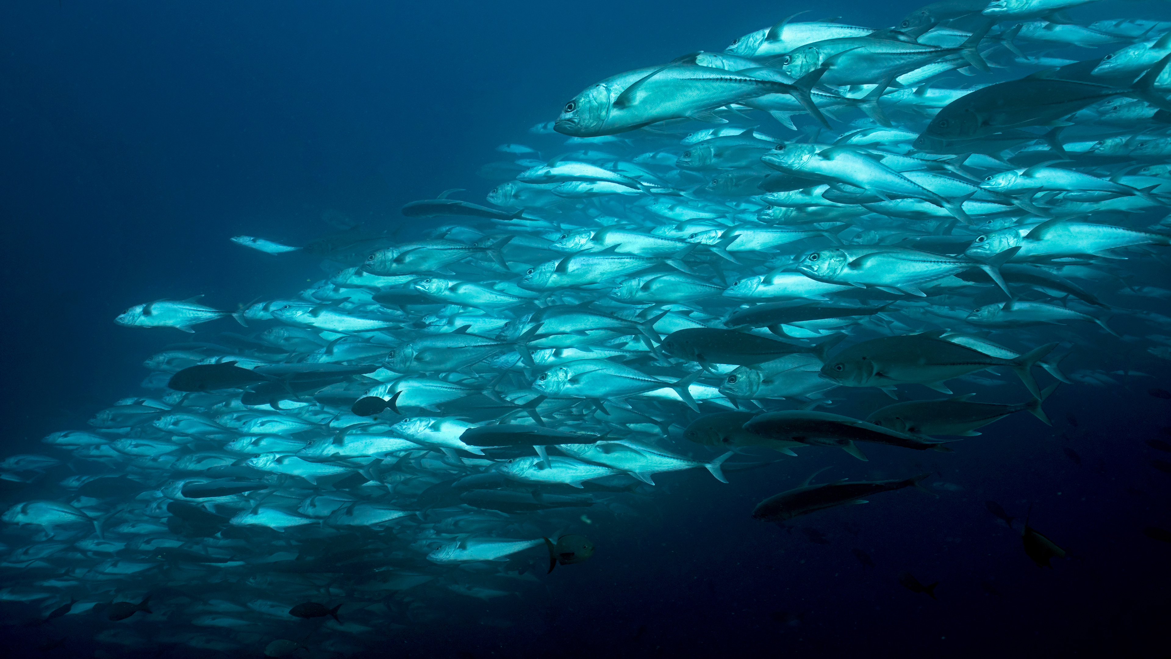Bigeye trevally (Caranx sexfasciatus)