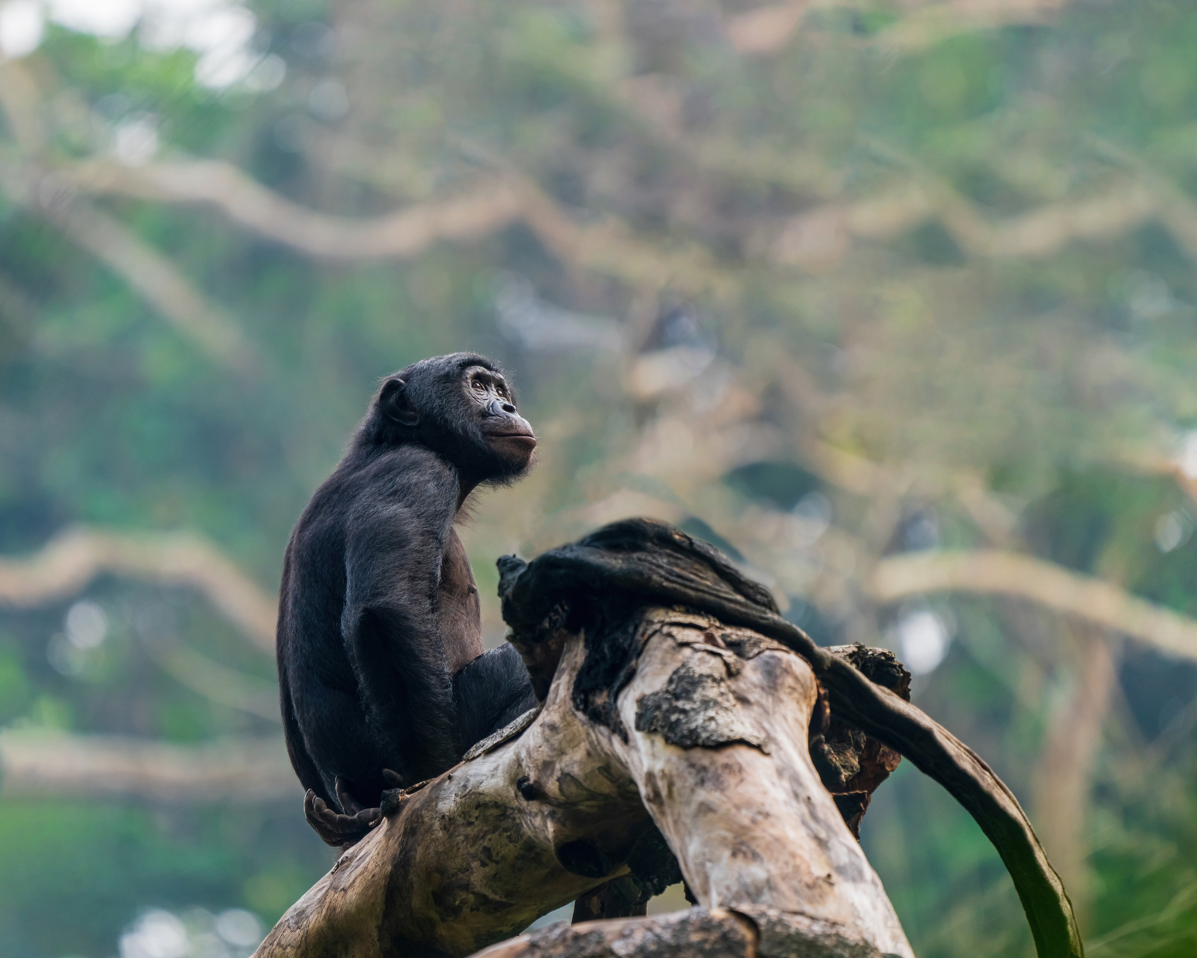 Bonobo, Pan paniscus, Congo Democratic Republic