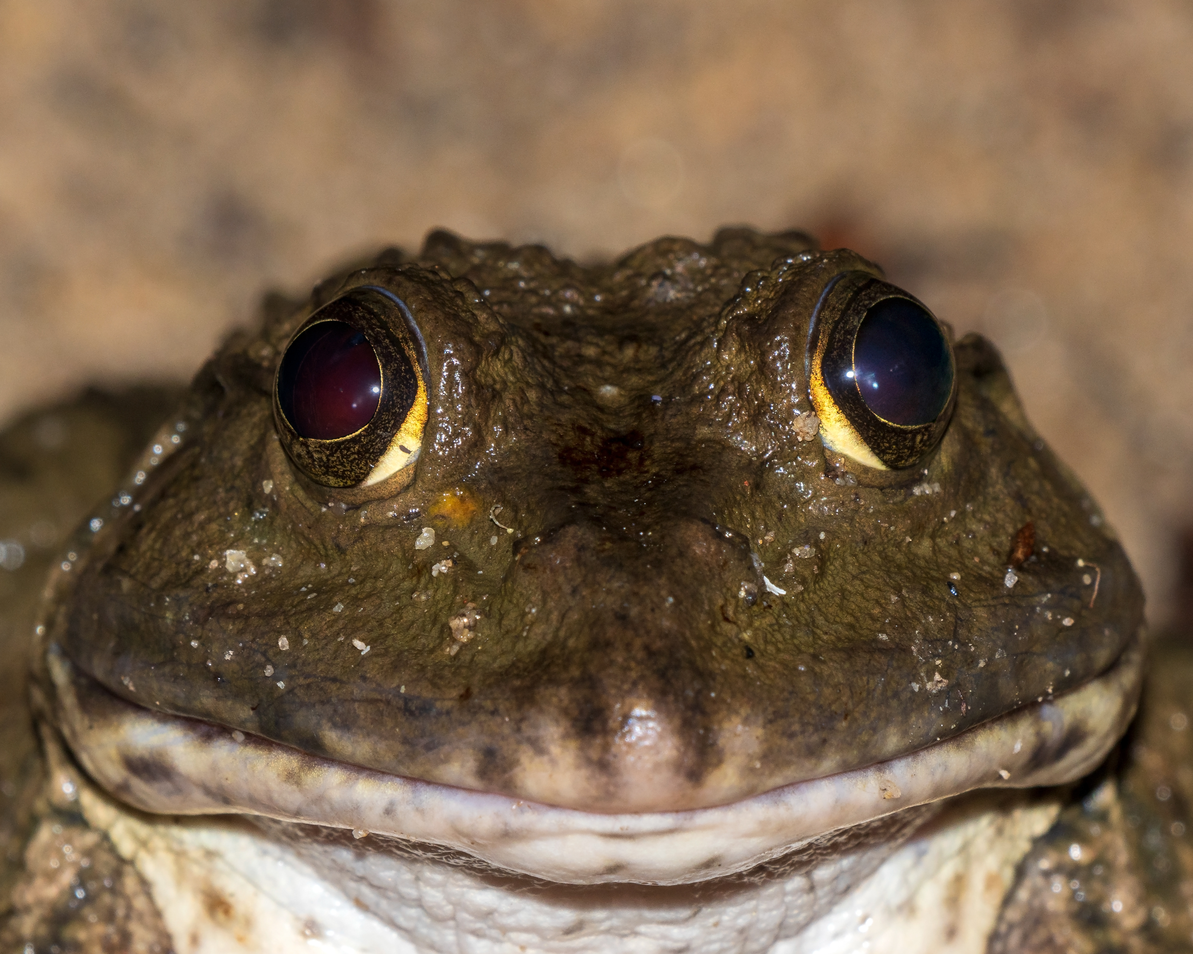 Hoplobatrachus rugulosus, Chinese edible frog