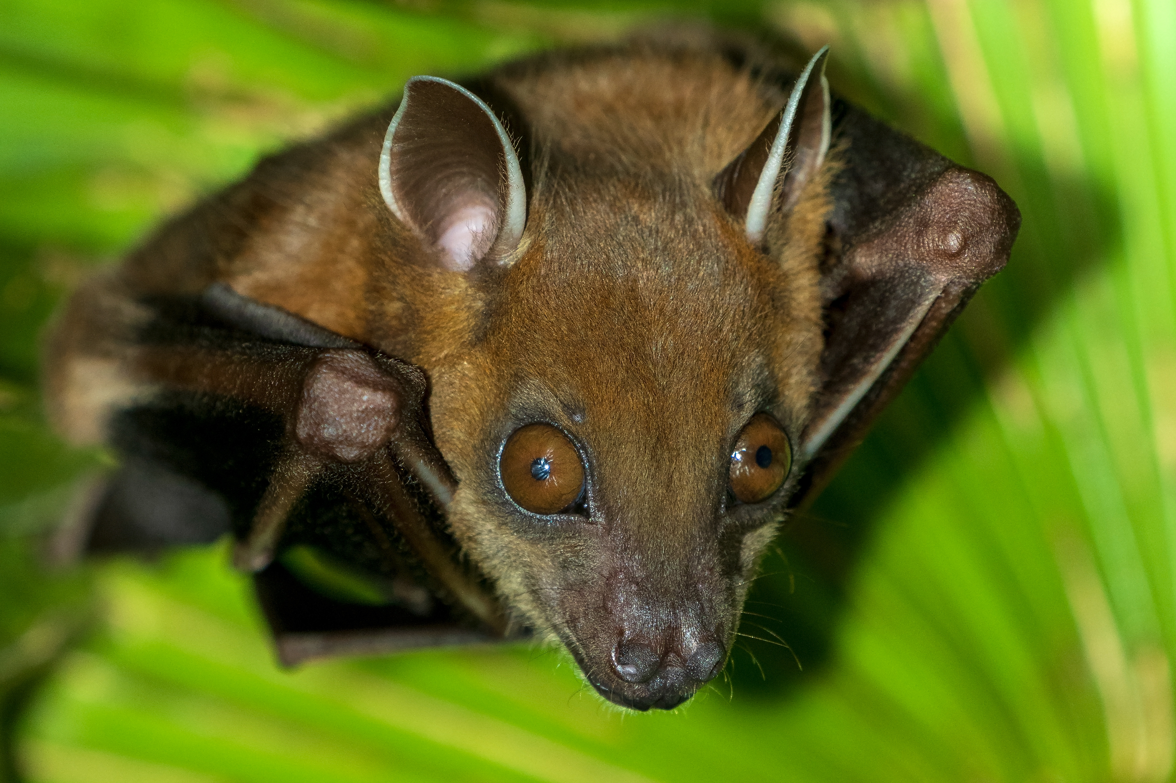 Cynopterus sphinx, Greater short-nosed fruit bat