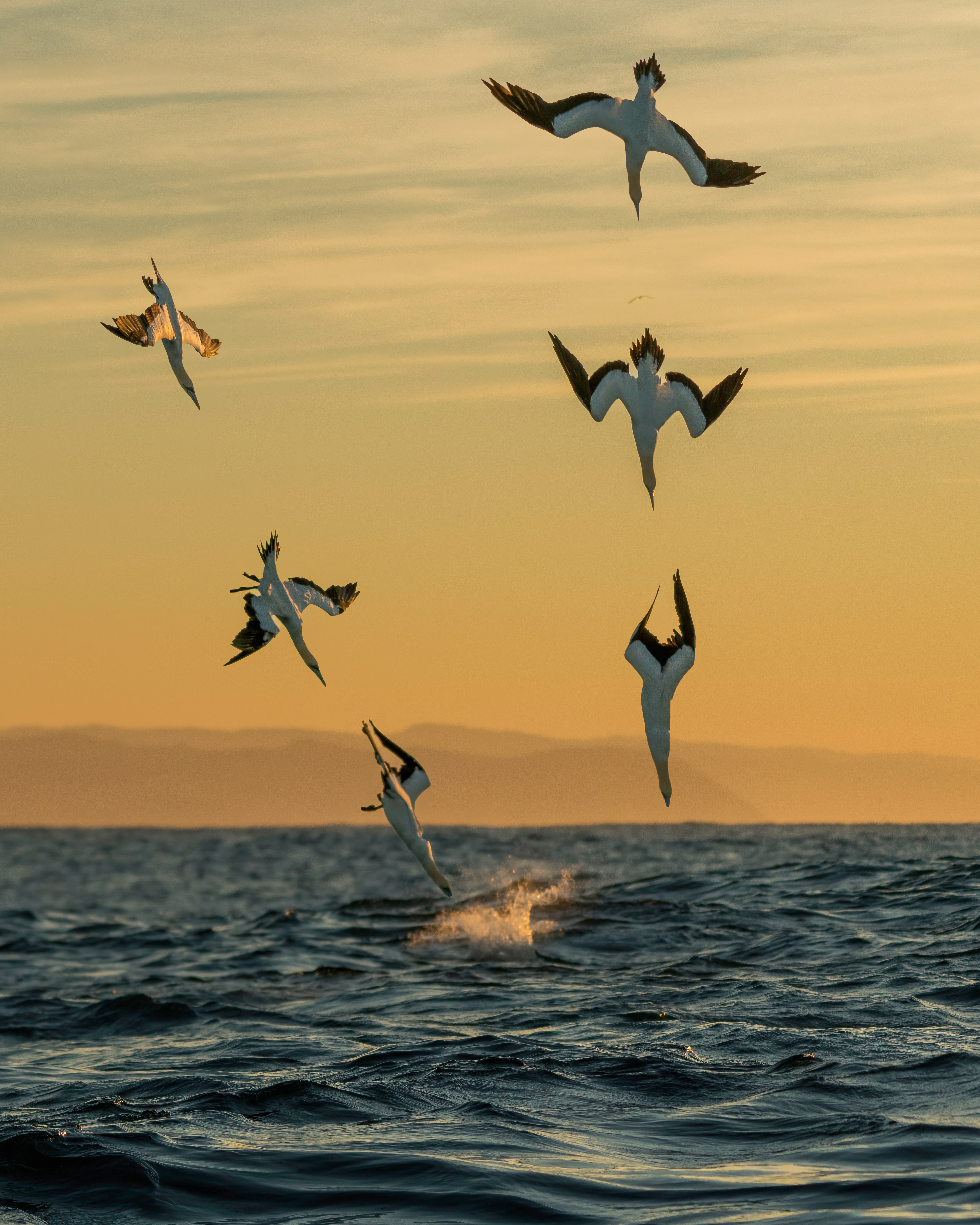 Cape gannet, Morus capensis, South Africa, sardine run