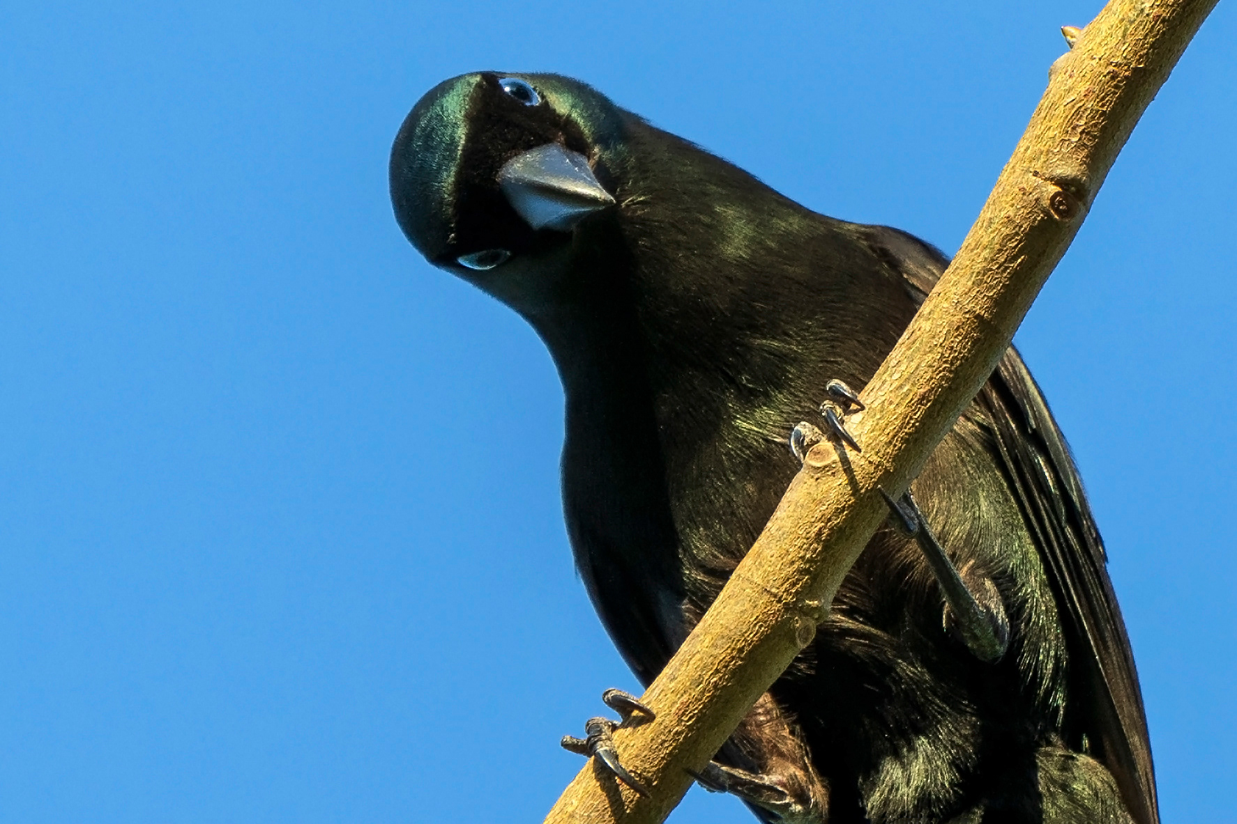 Crypsirina temia, Racket-tailed treepie