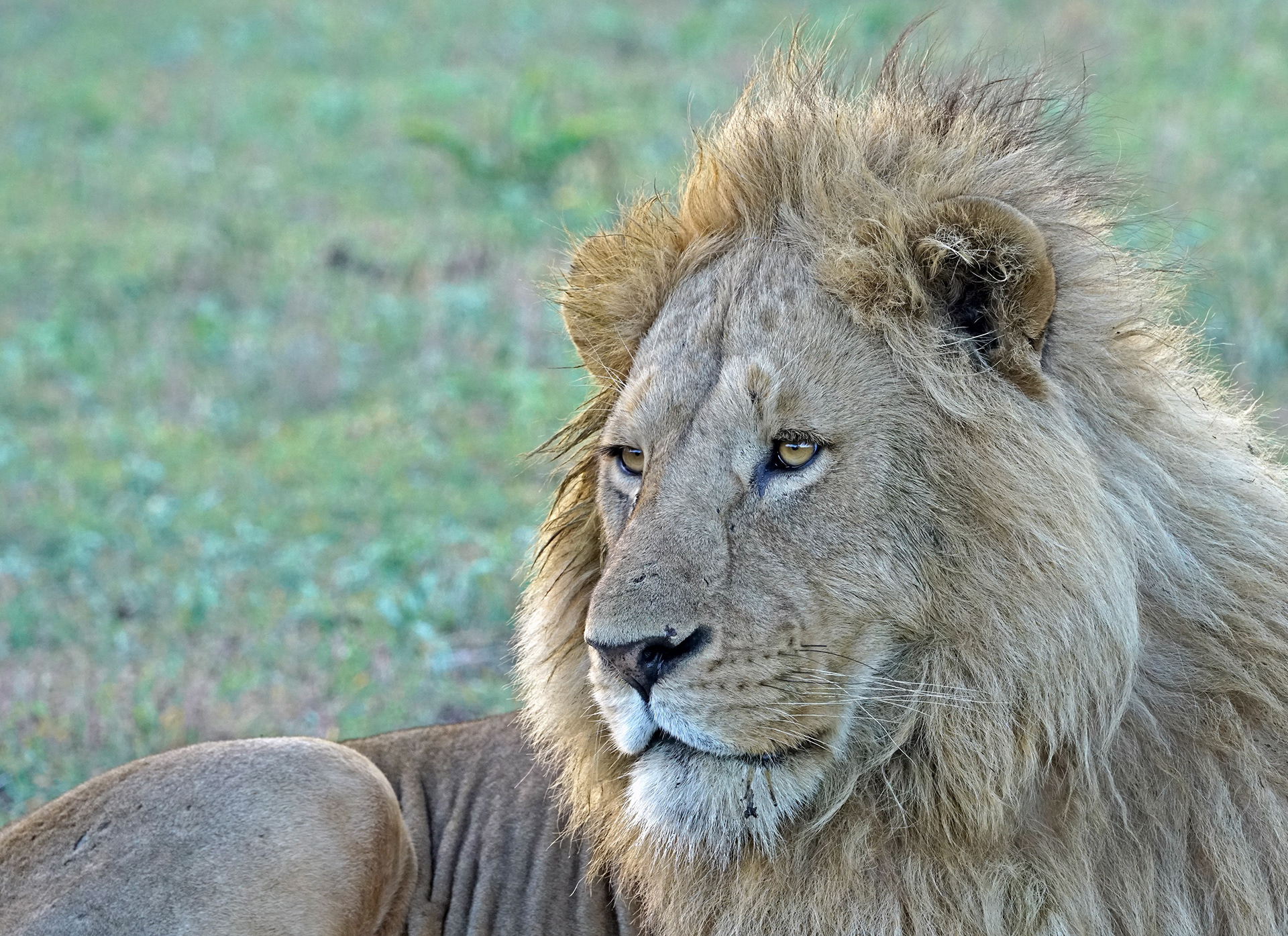 Lion (Panthera leo)