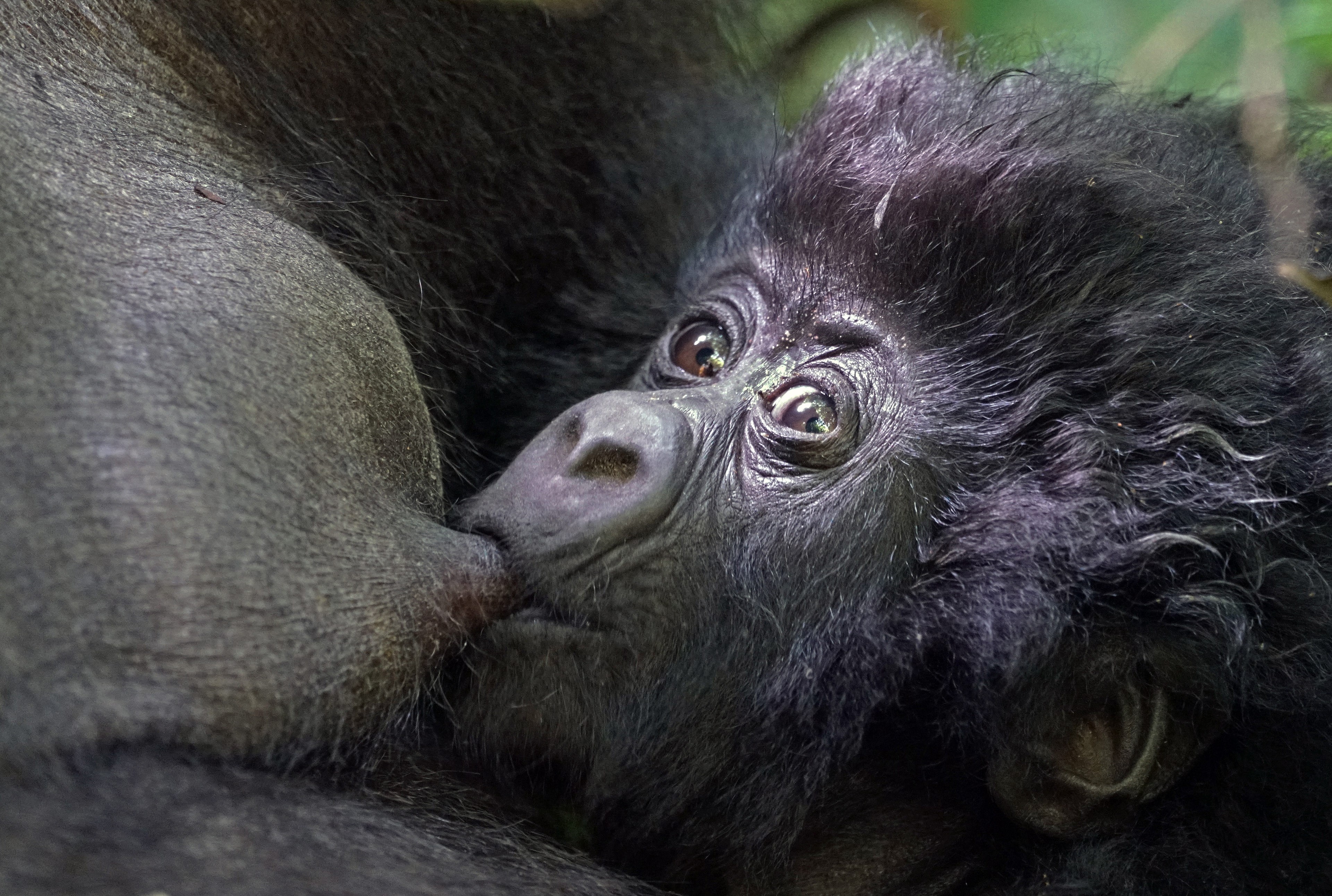 Mountain gorilla, Gorilla beringei beringei) in Virunga National Park