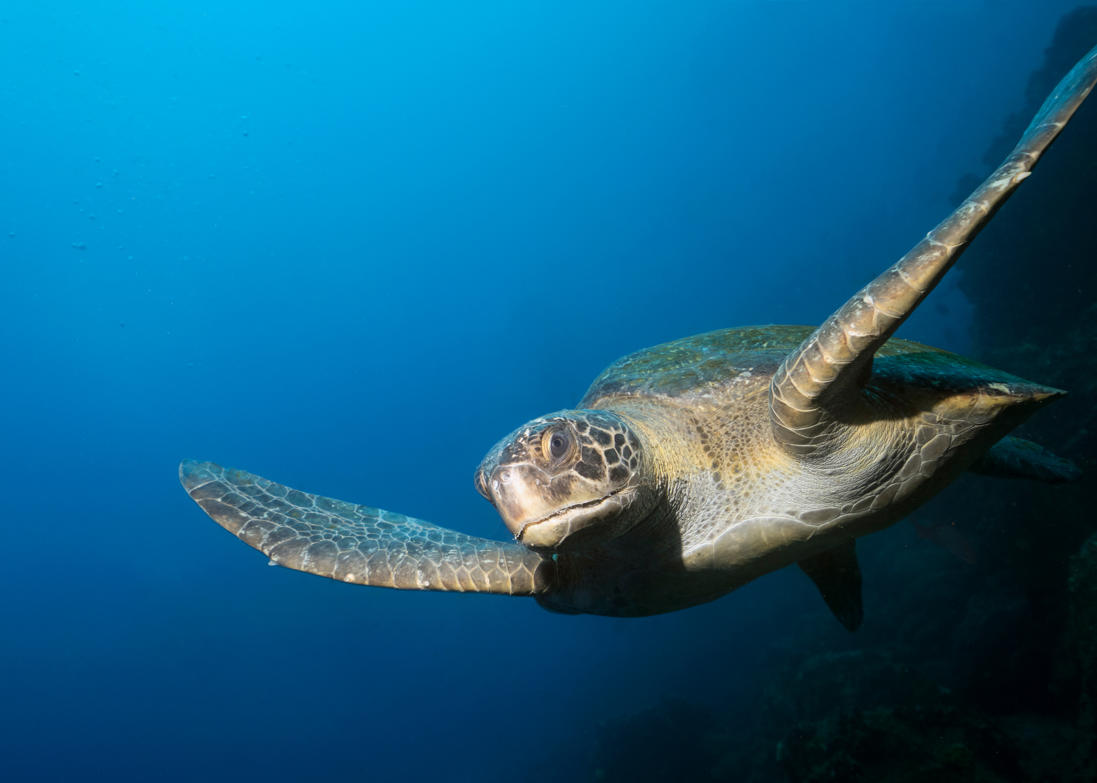 Green sea turtle (Chelonia mydas)