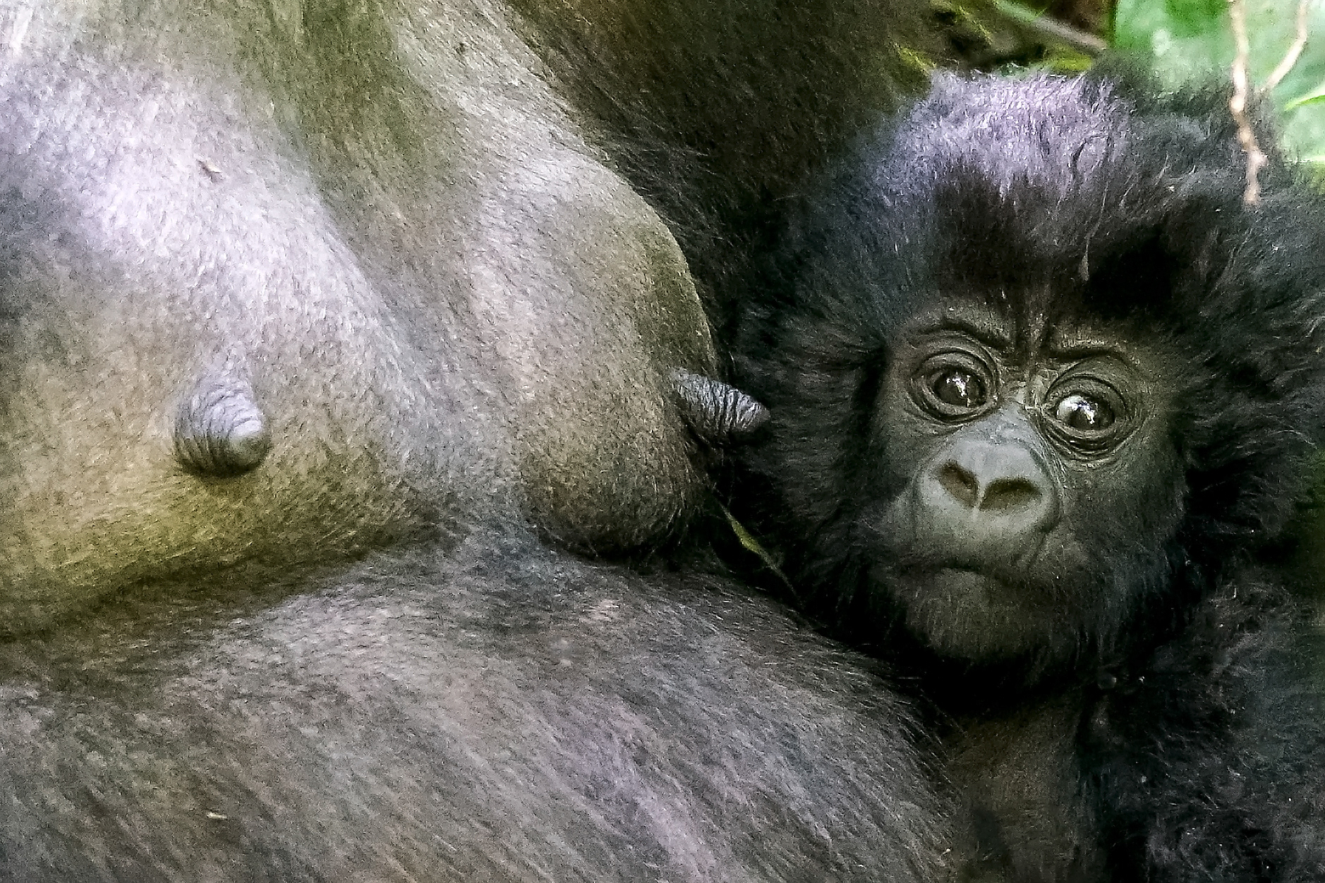 mountain gorilla, Gorilla beringei beringei, Virunga National Park, Congo Democratic Republic