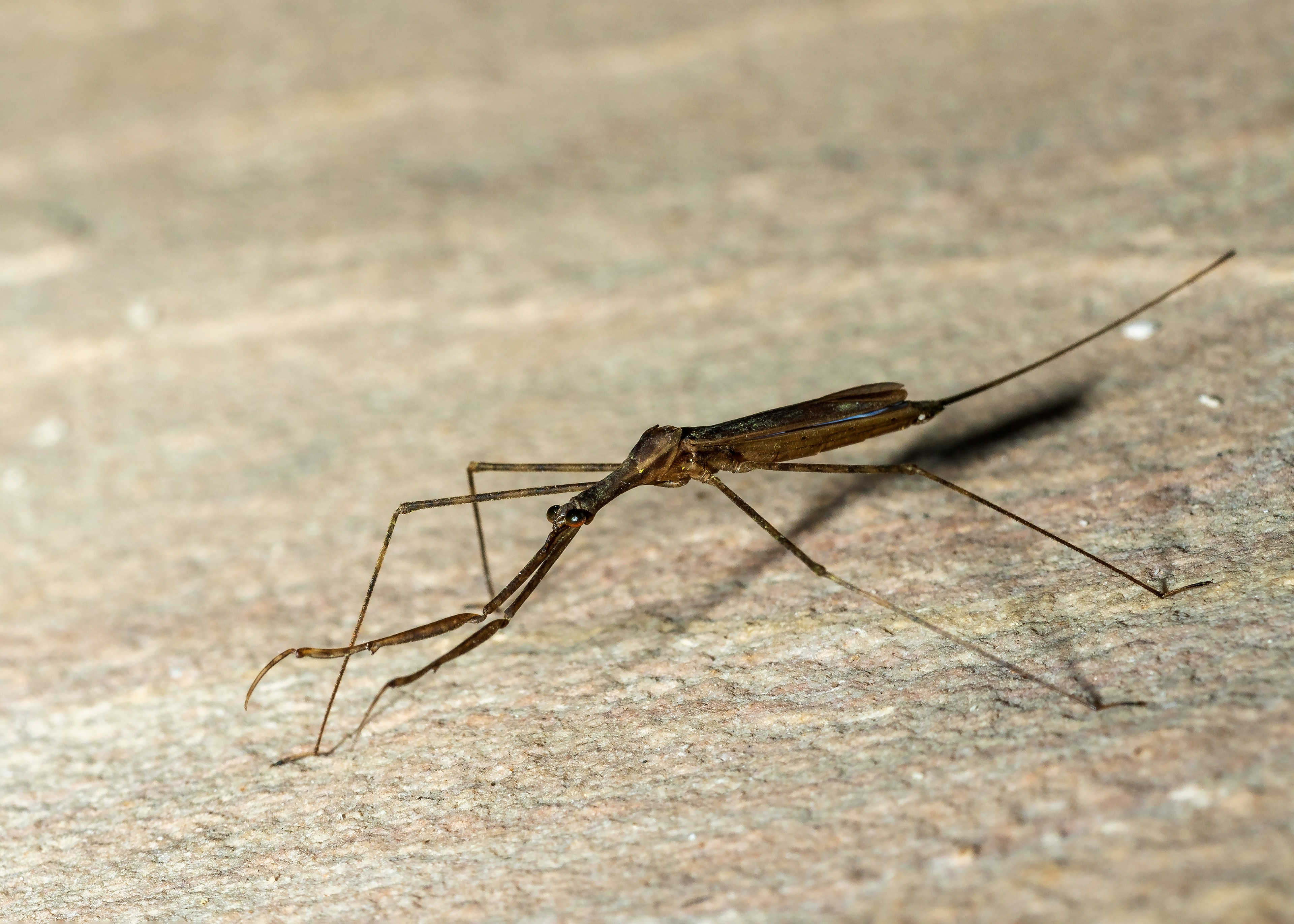 Nepidae Ranatra elongata, Water scorpion