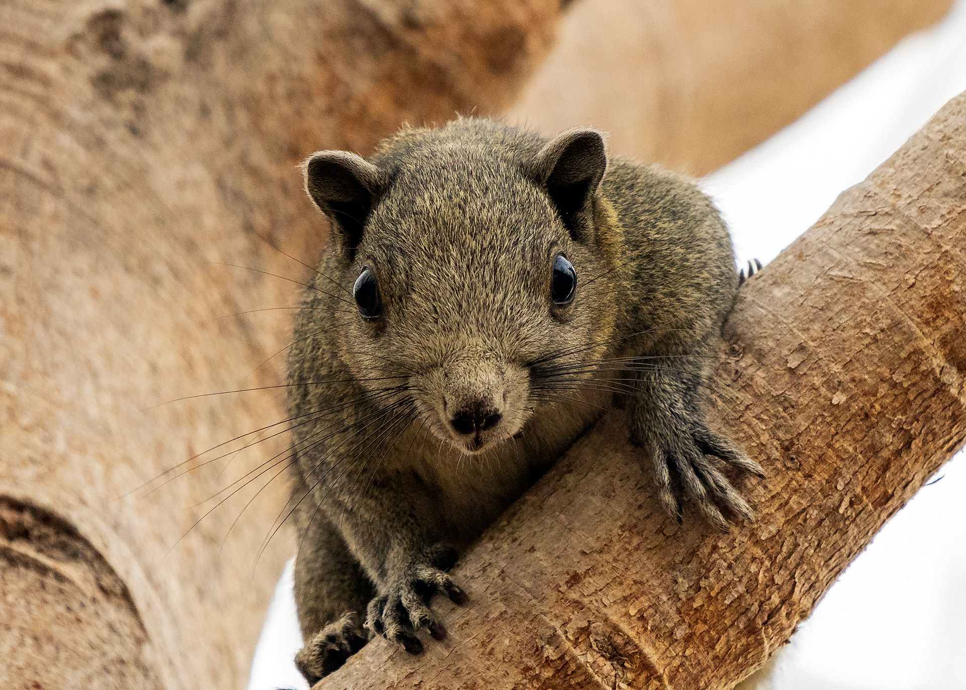 Callosciurus caniceps, Grey-bellied Squirrel