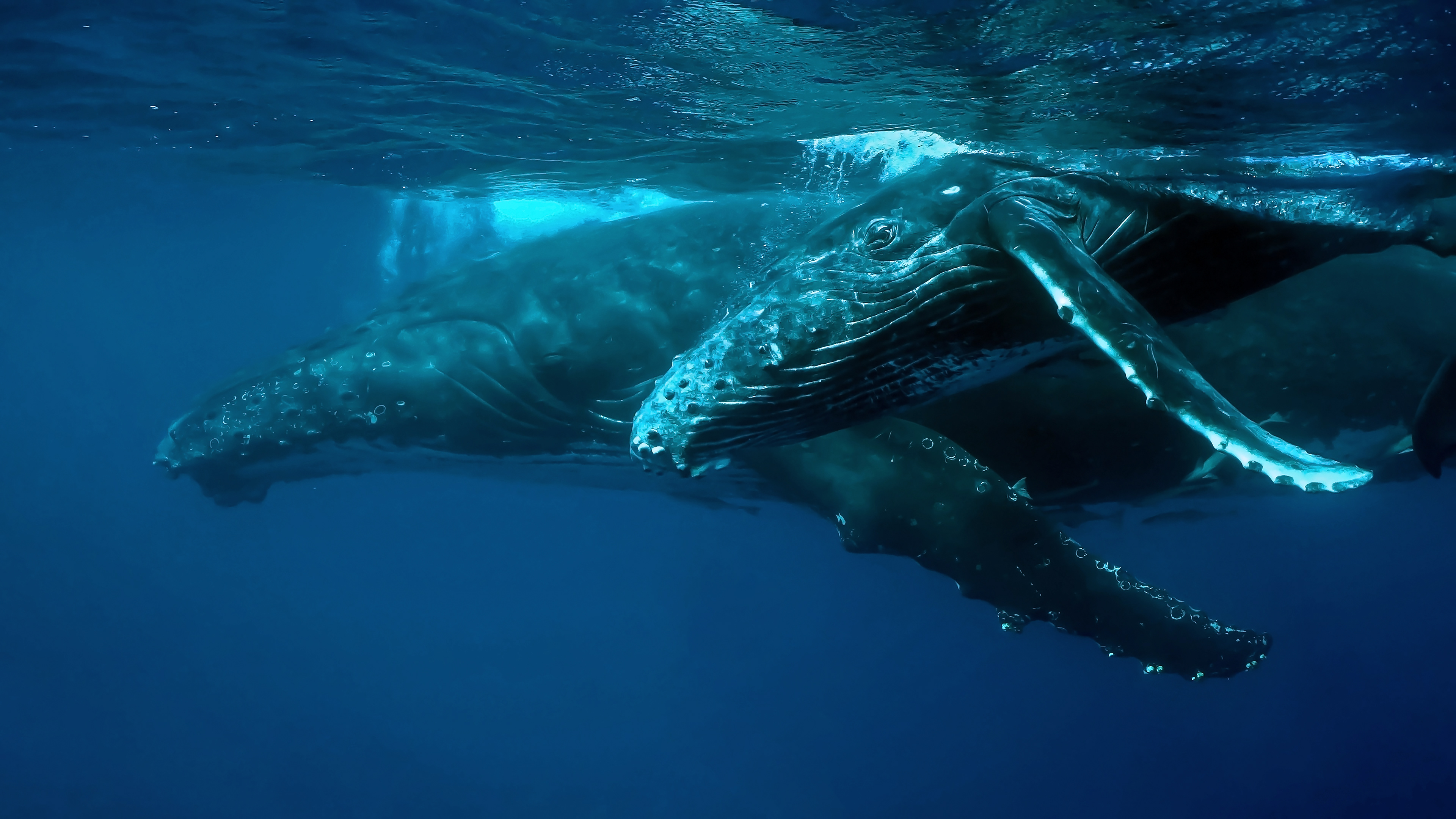 Megaptera novaeangliae, The humpback whale calf and cow in Tonga