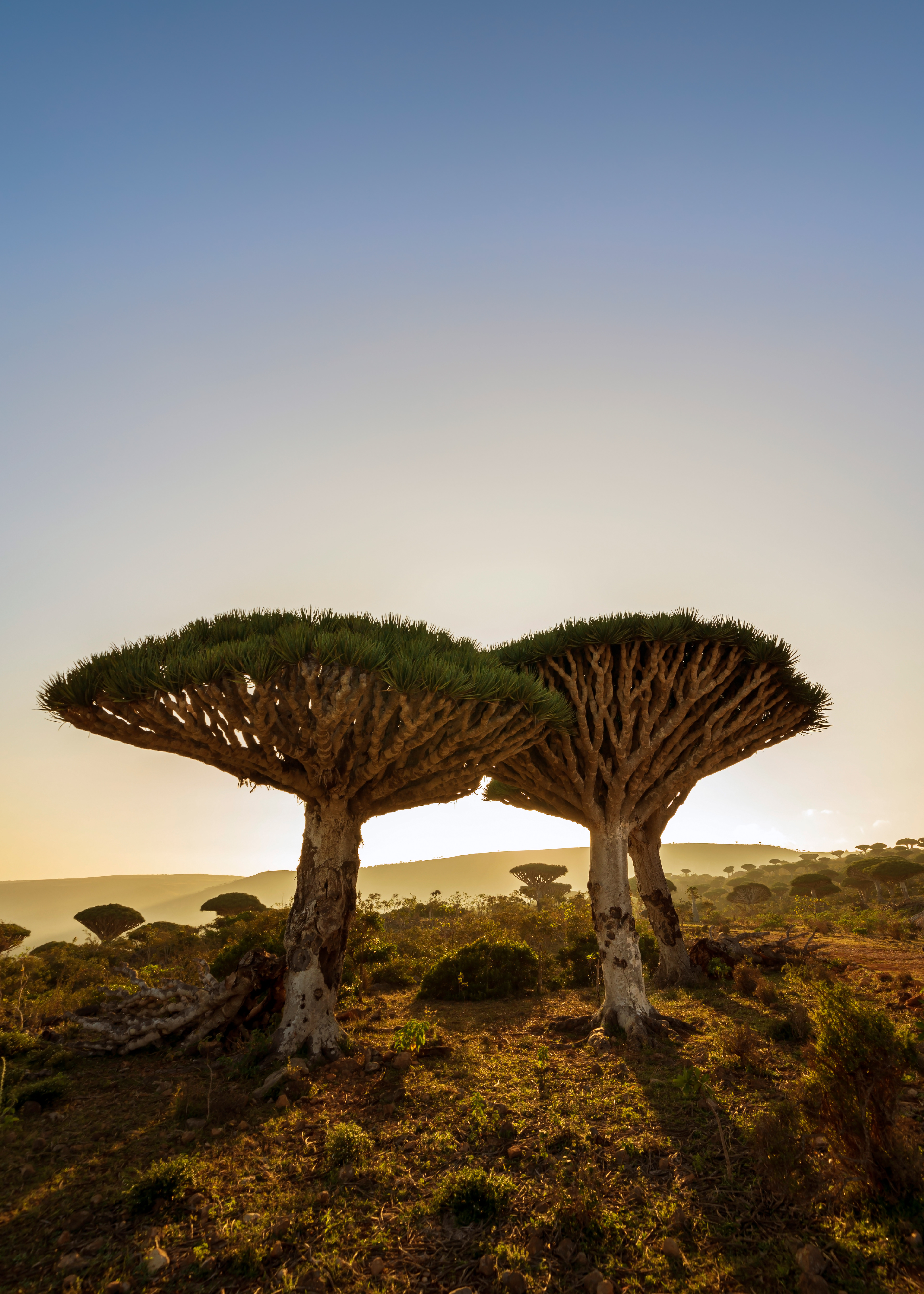 Socotran Dragon's Blood Trees at sunset in Firhmin