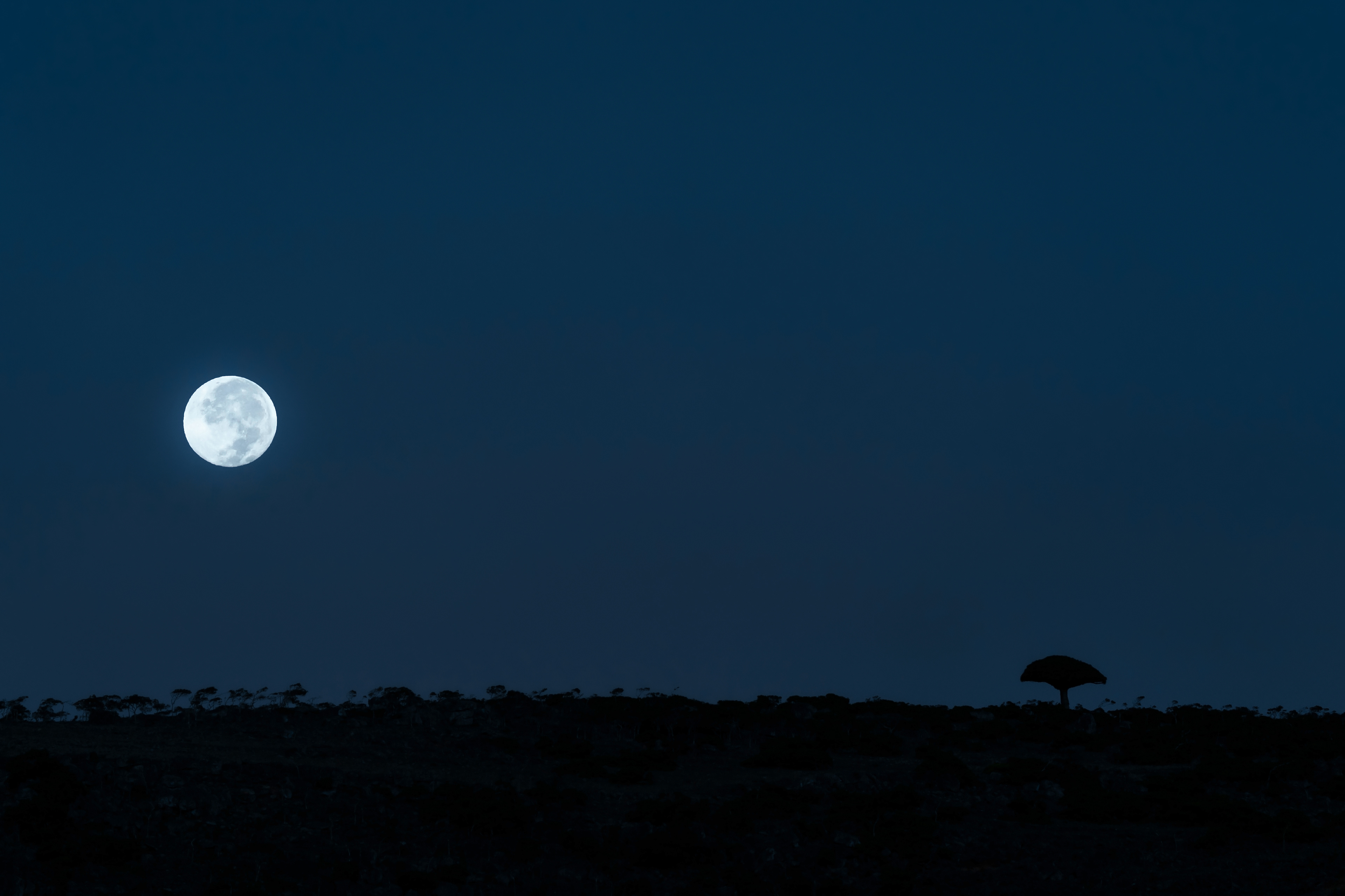 Moon and a lone Dragon Blood Tree.