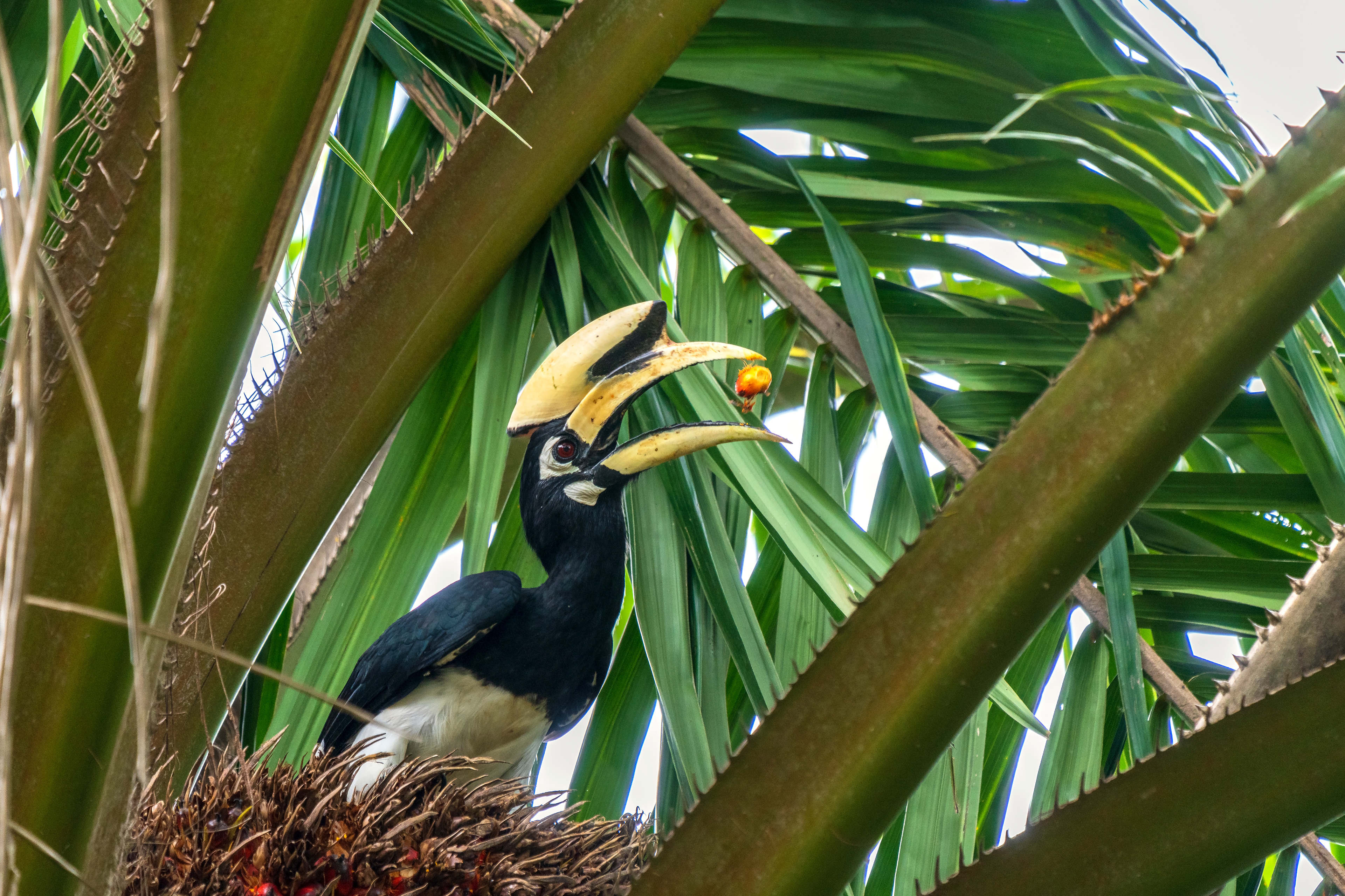 Anthracoceros albirostris, Oriental pied hornbill