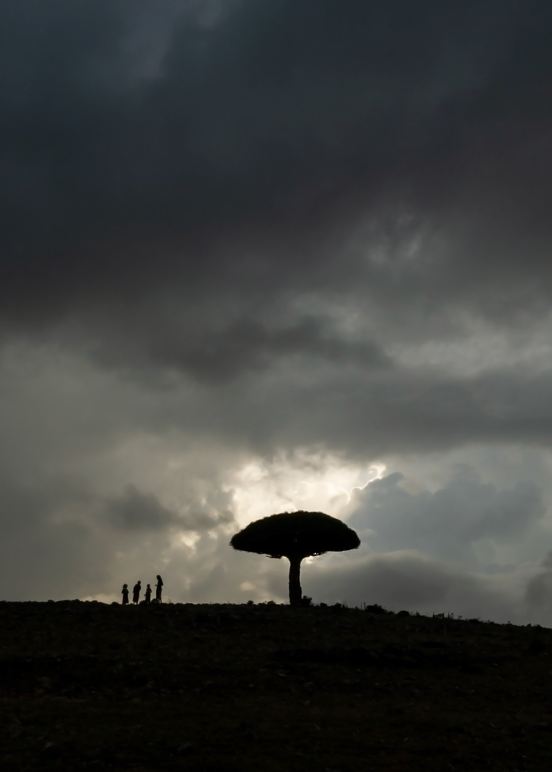 Village kids and Socotran Dragon's Blood Tree silhouette against storm clouds in Diksam. Human population is increasing, Dragon Blood Trees don't have babies anymore, goats eat the saplings.