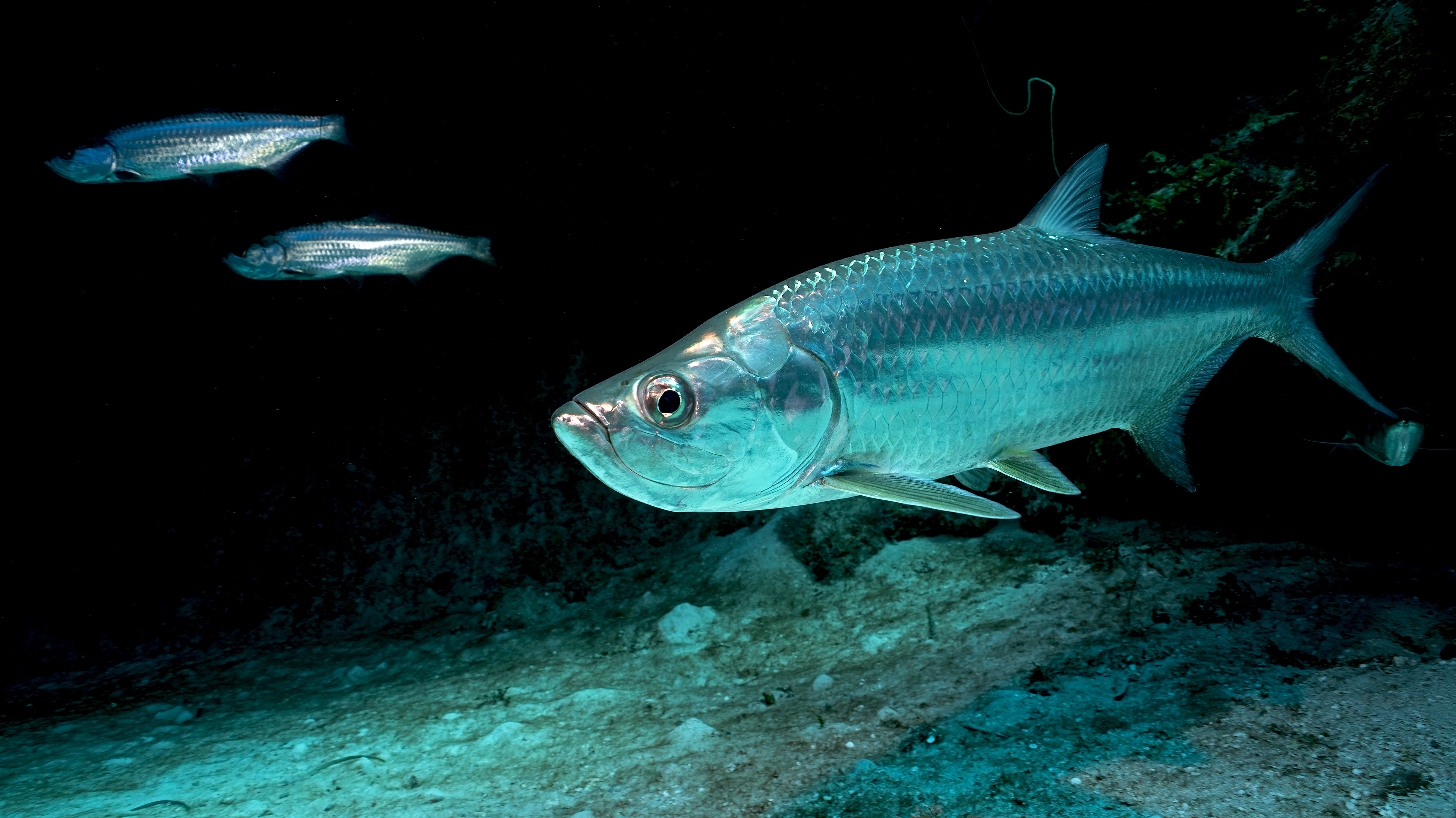 Megalops atlanticus, The Atlantic tarpon at Jardines de la Reyna