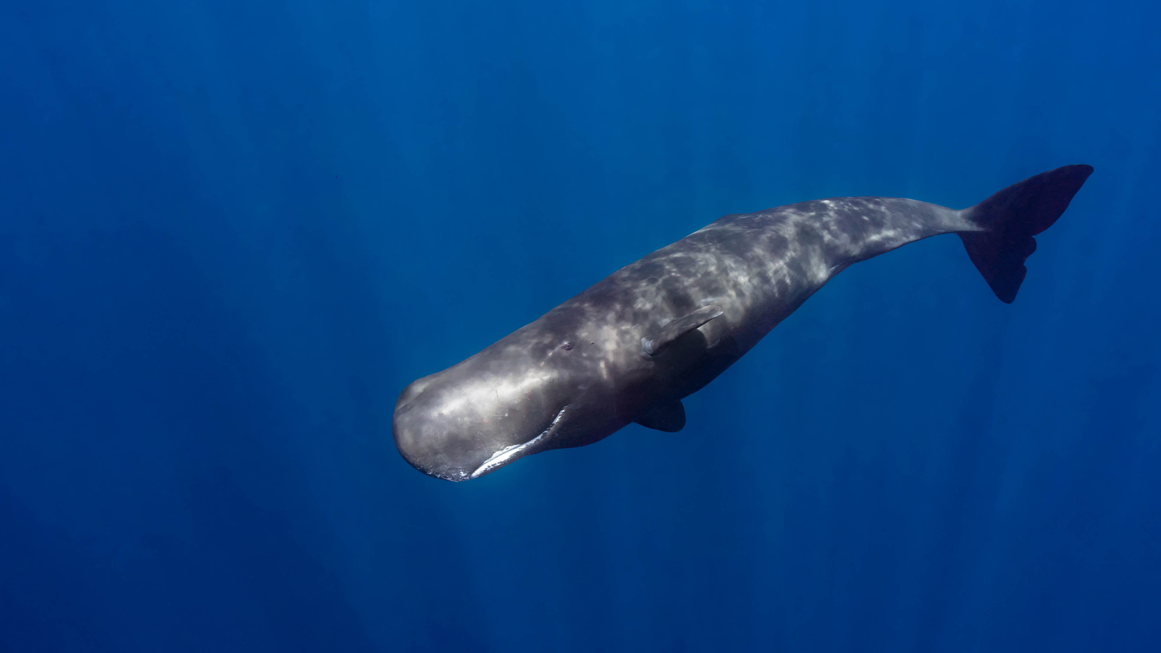 Physeter macrocephalus, The sperm whale in Dominica