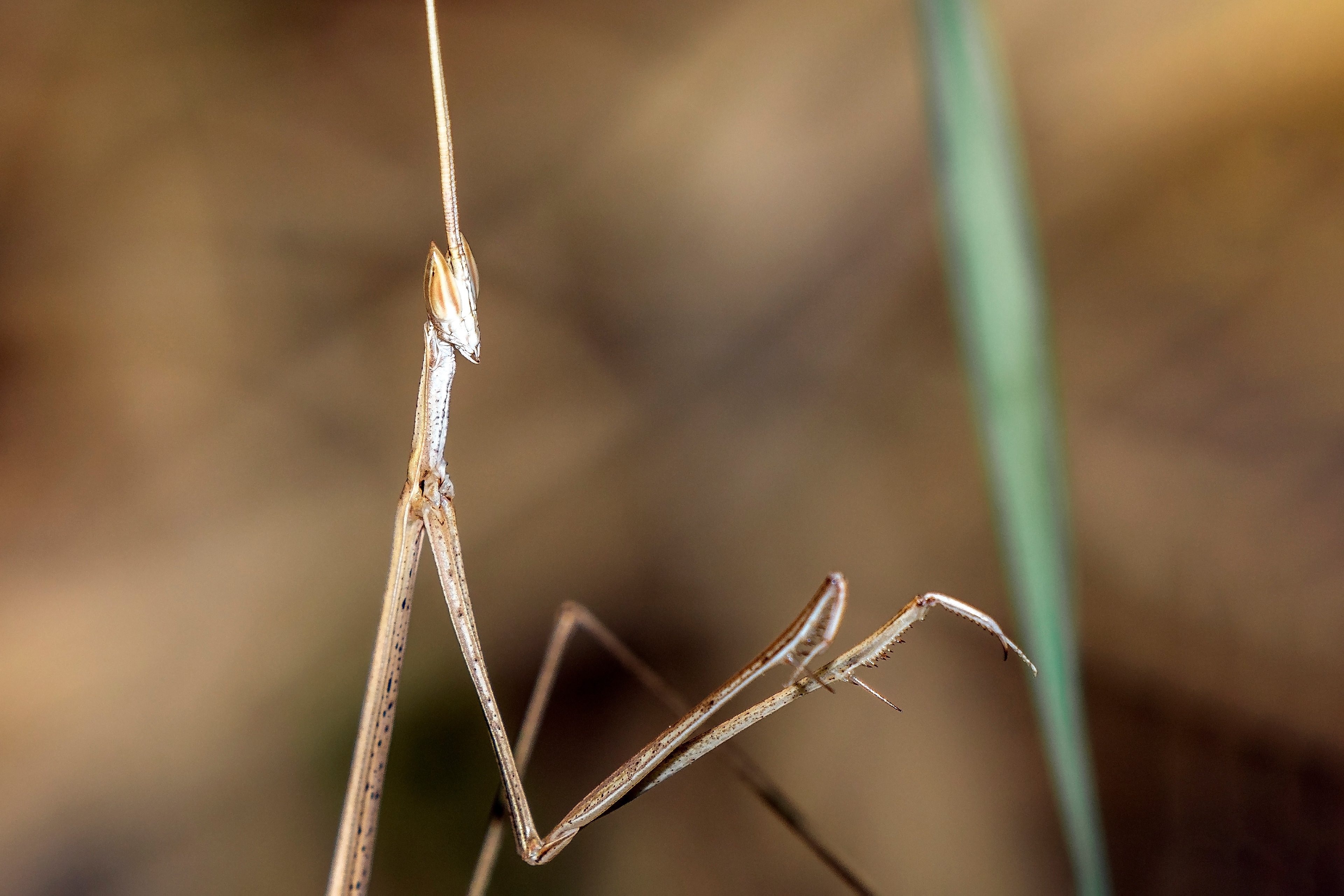 Schizocephala bicornis, Grass mantis