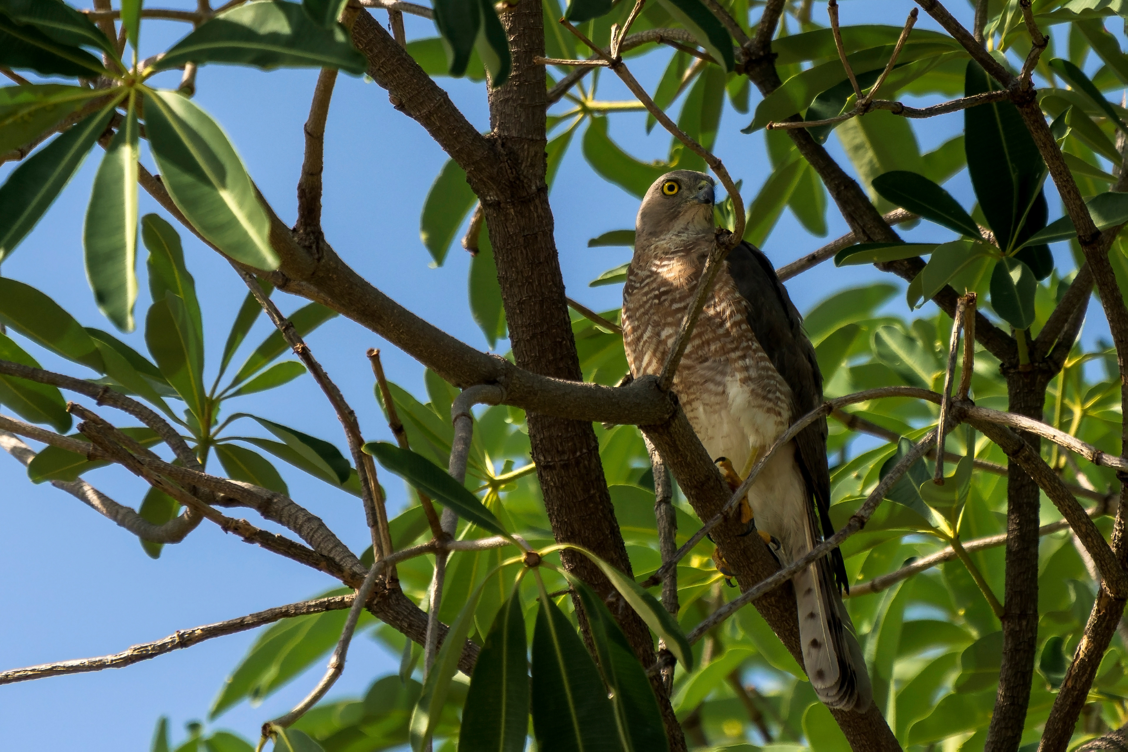Accipiter badius, Shikra