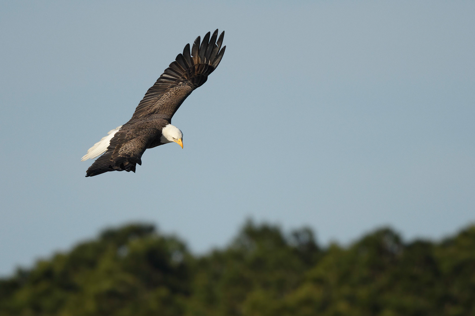 Bald Eagle circling at Mullet Pond
