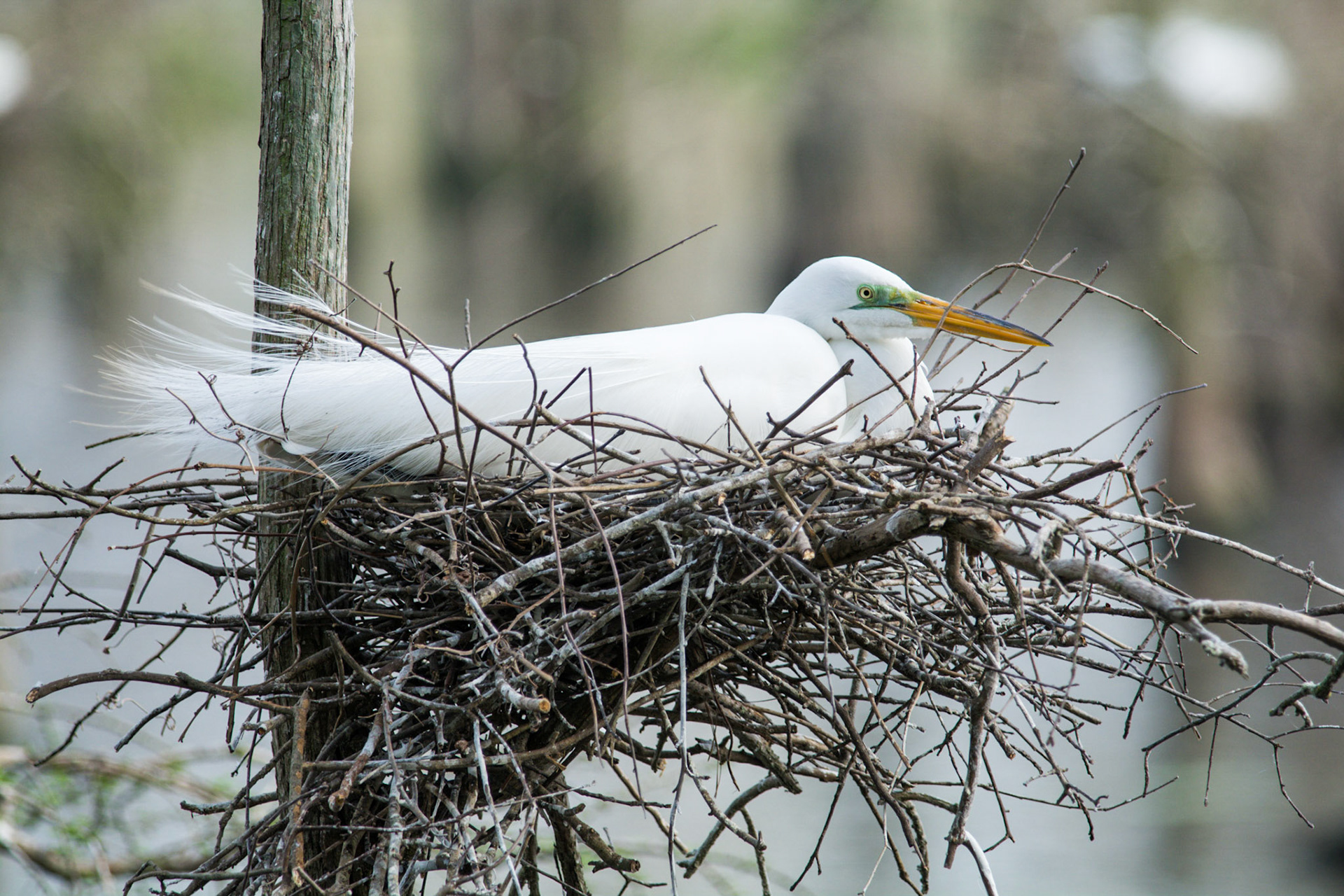 Great Egret on her nest