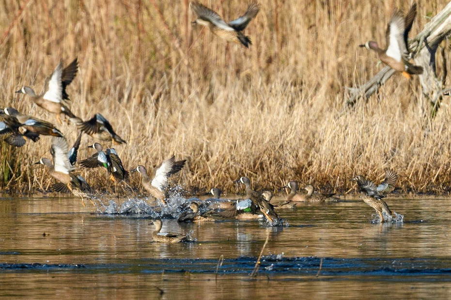 Blue-Winged Teal