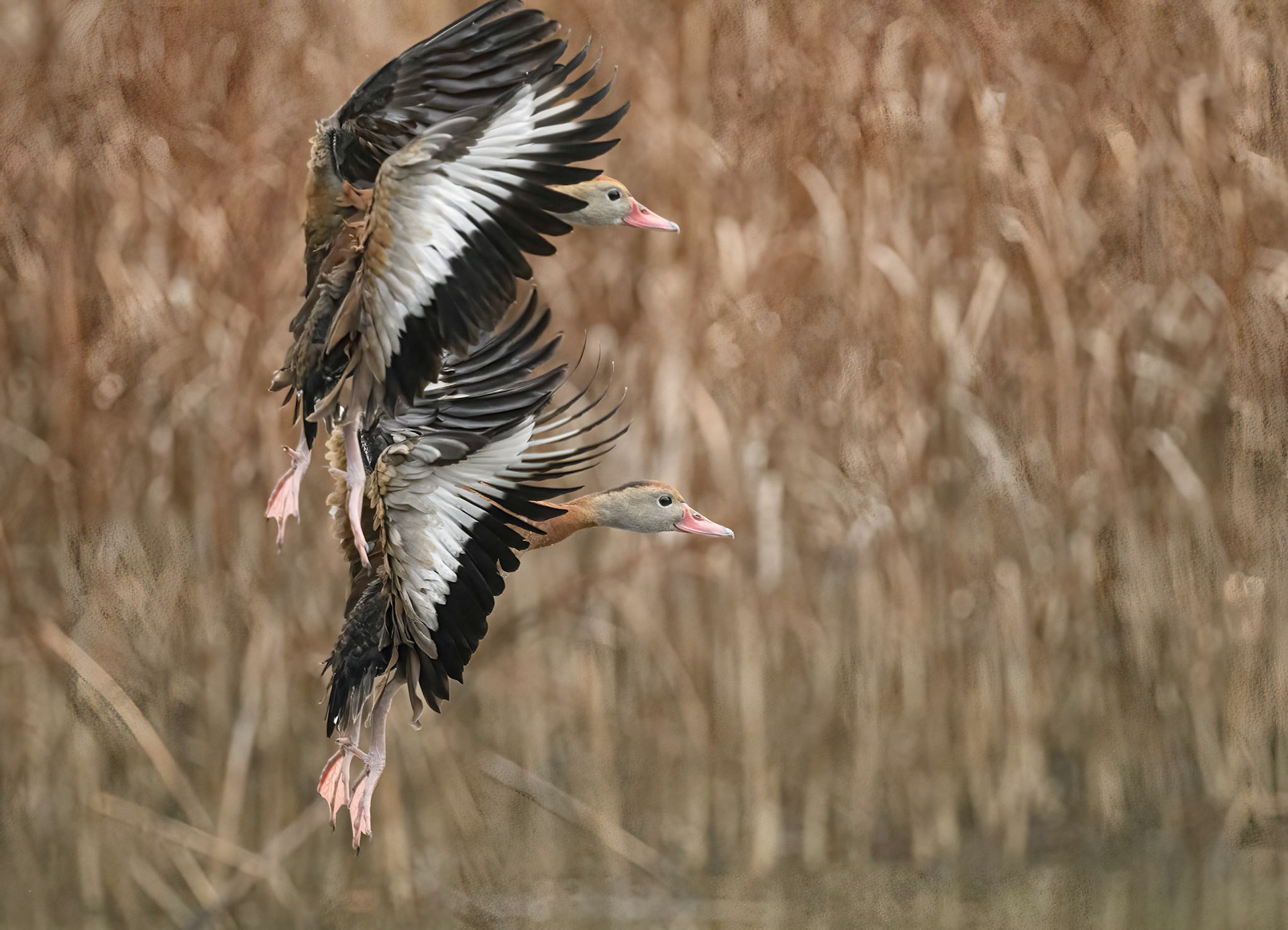 Black-Bellied Whistling Ducks