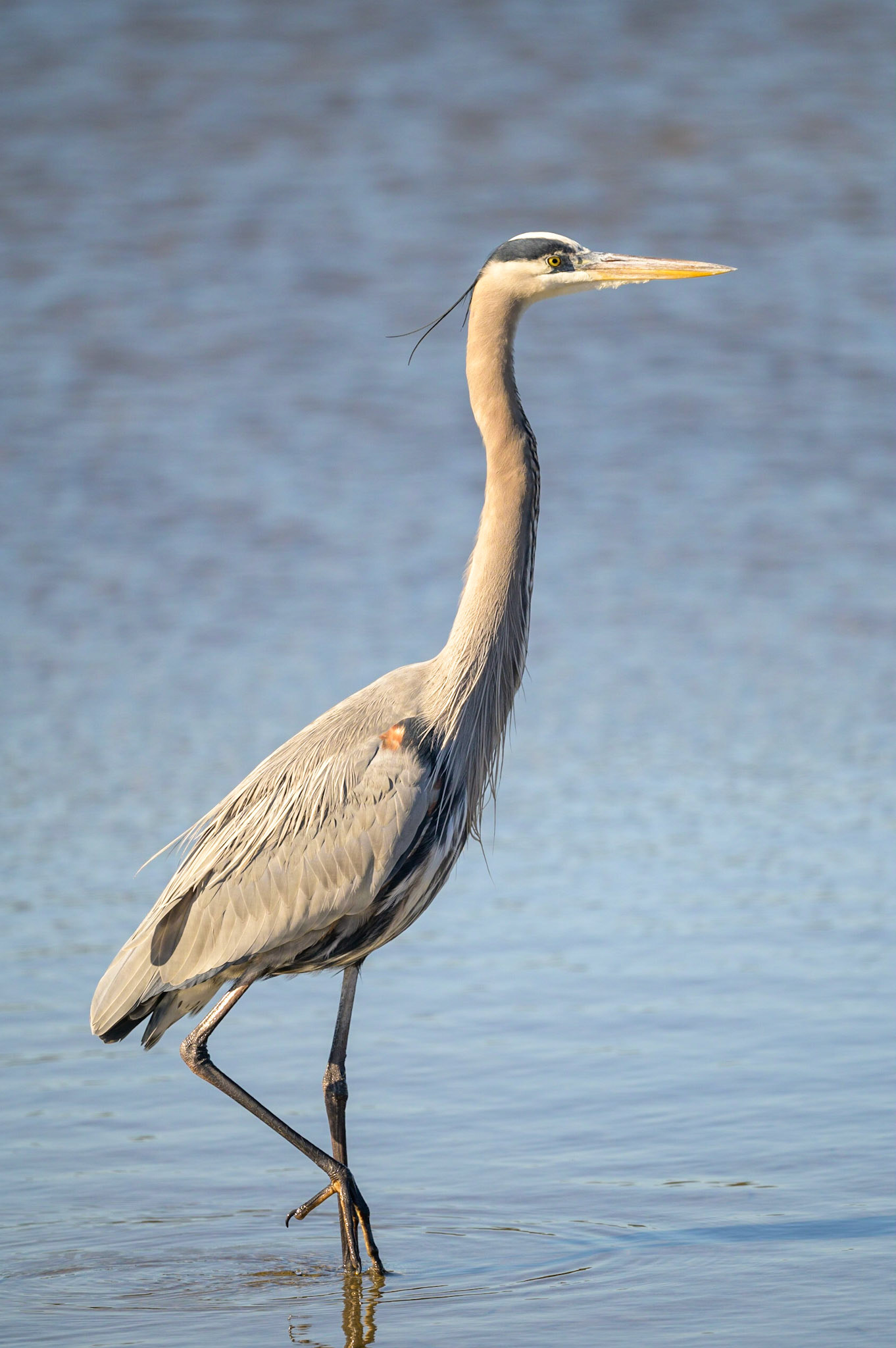 Great Blue Heron