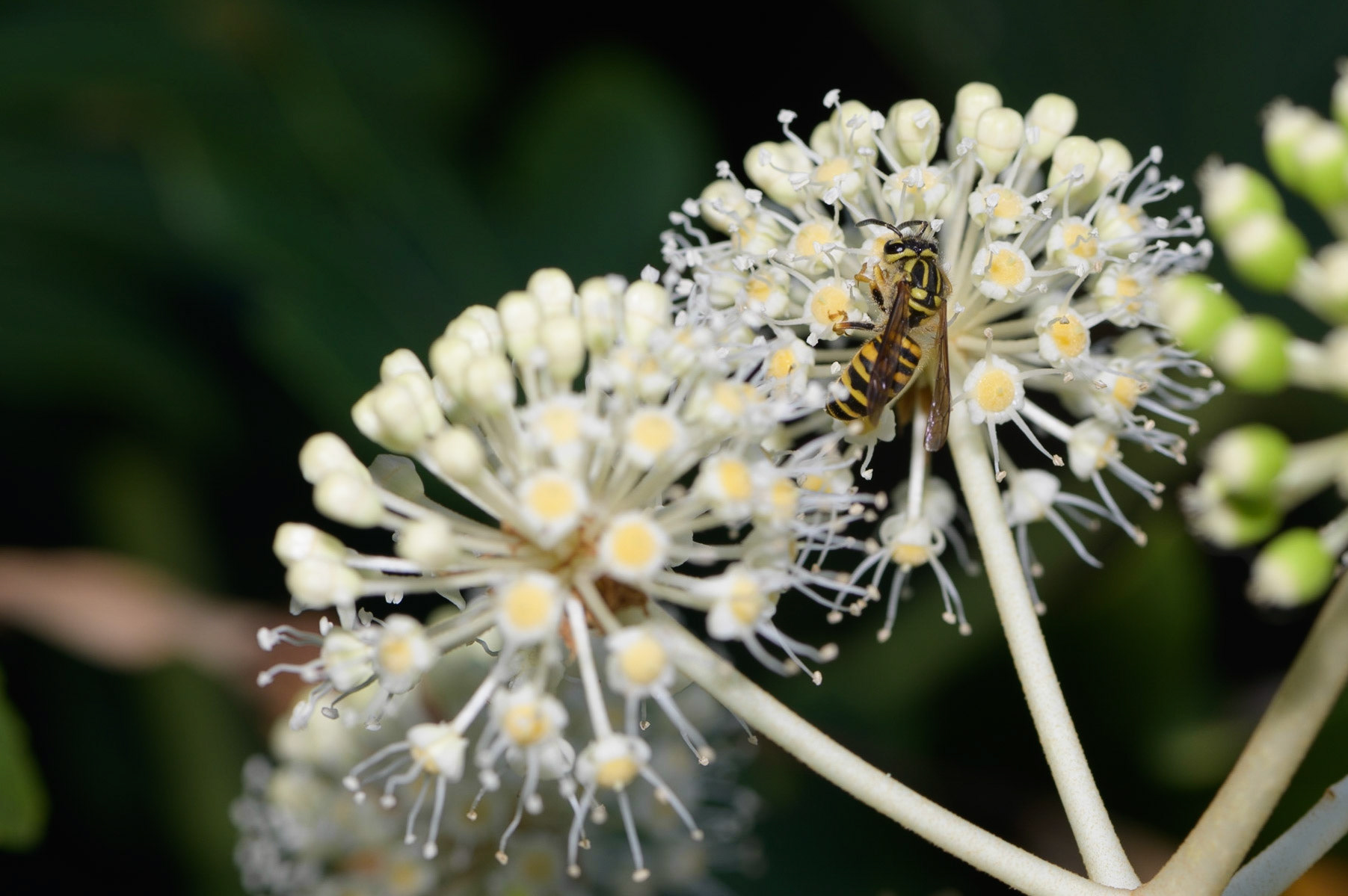 Yellow Jacket on a Fatsia flower