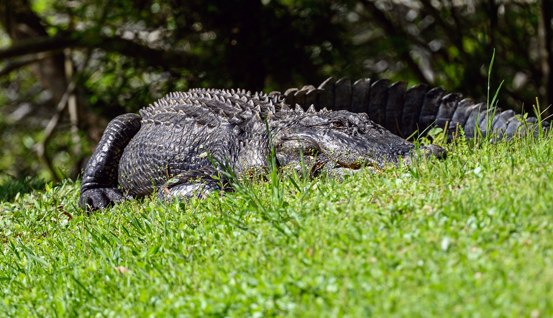 Alligator sunning