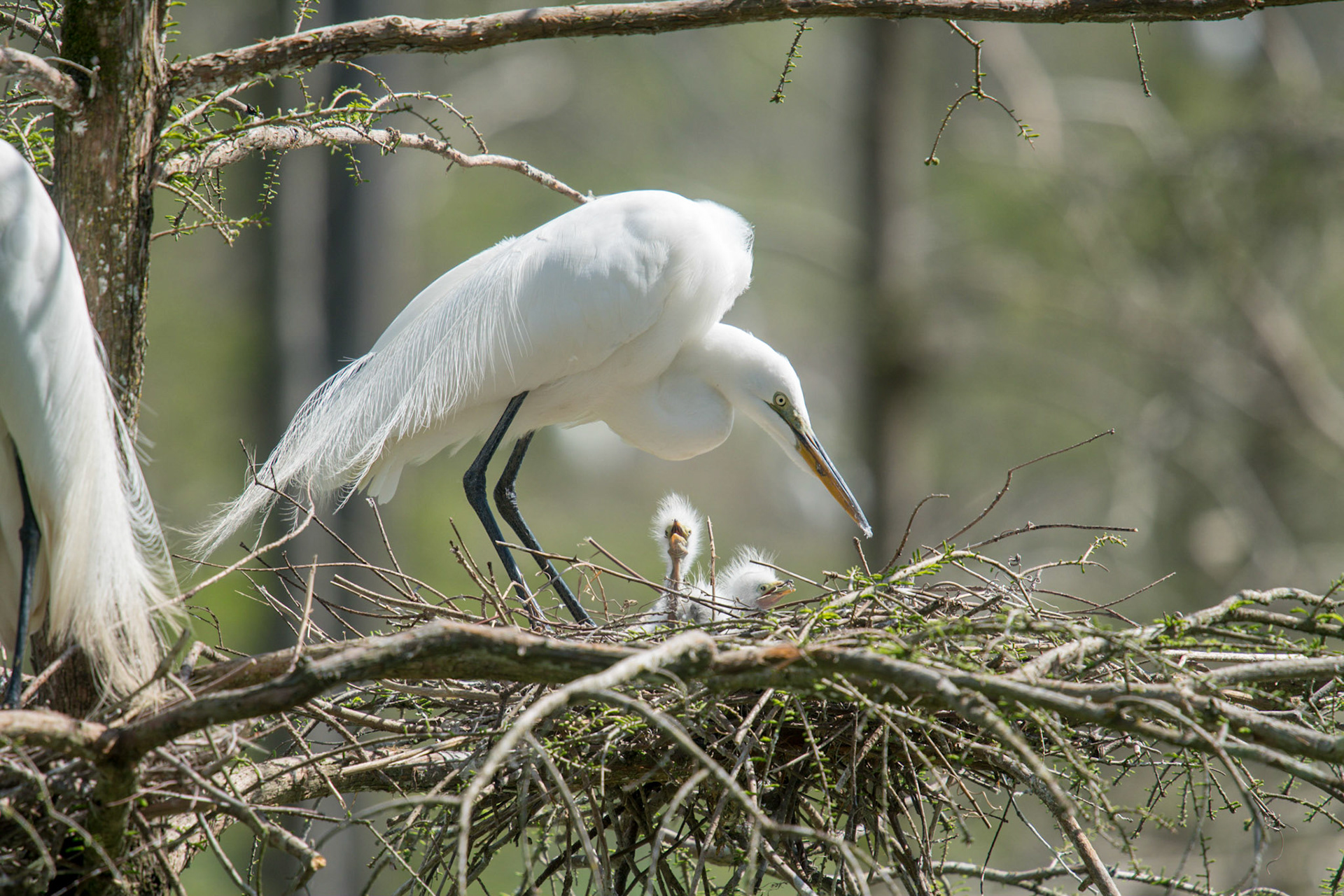 Great Egrets w/chicks