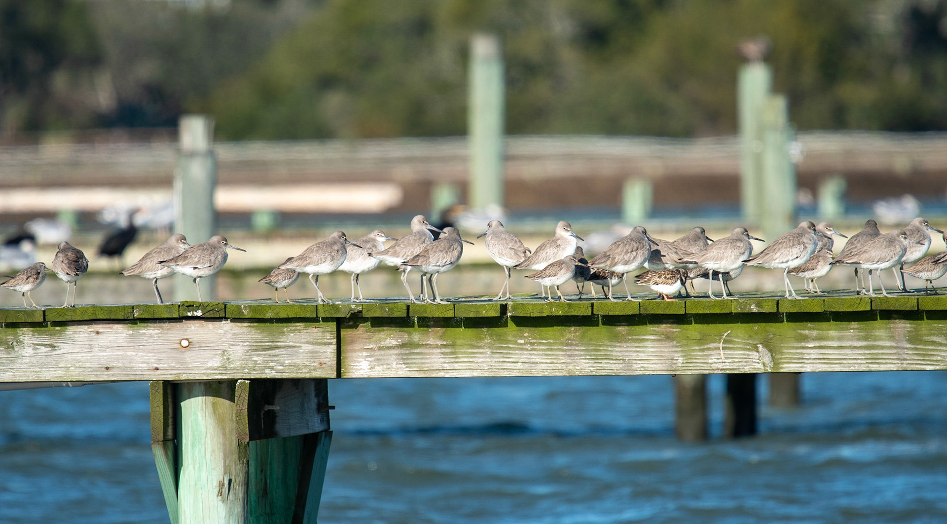 Willets, Short-Billed Dowitchers, Ruddy Turnstones