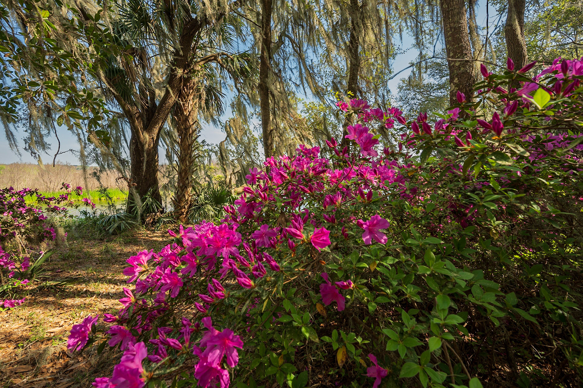 Azaleas by the river