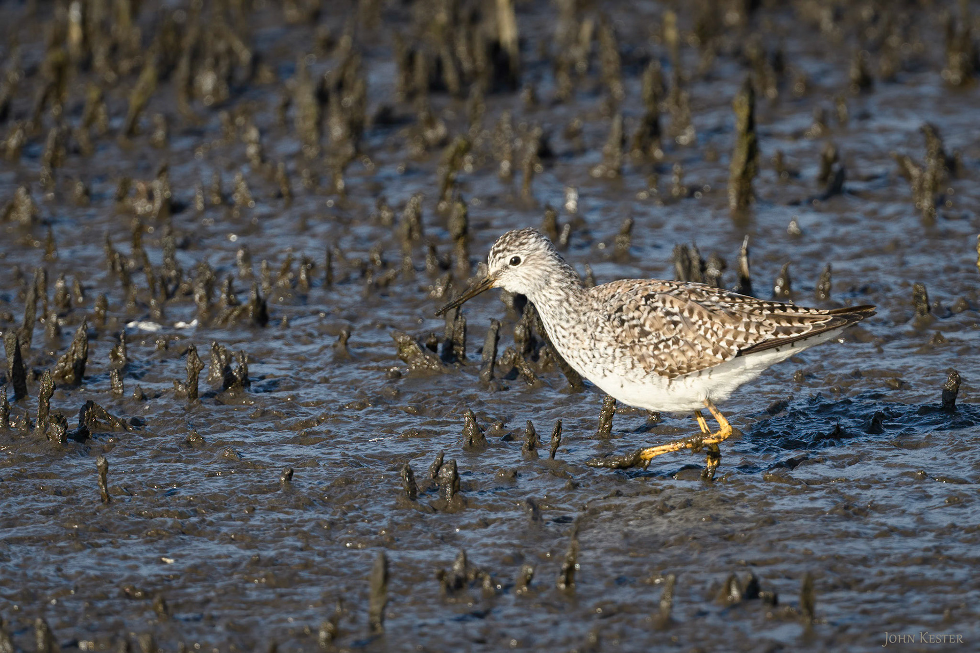 Lesser Yellowlegs